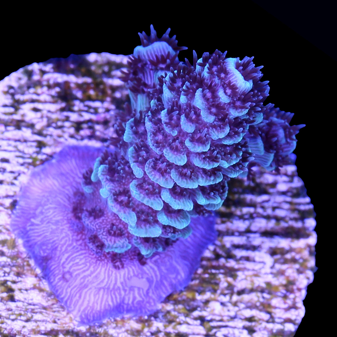 Vivid's Sapphire Blue Millepora Acropora Coral - 800 Grown