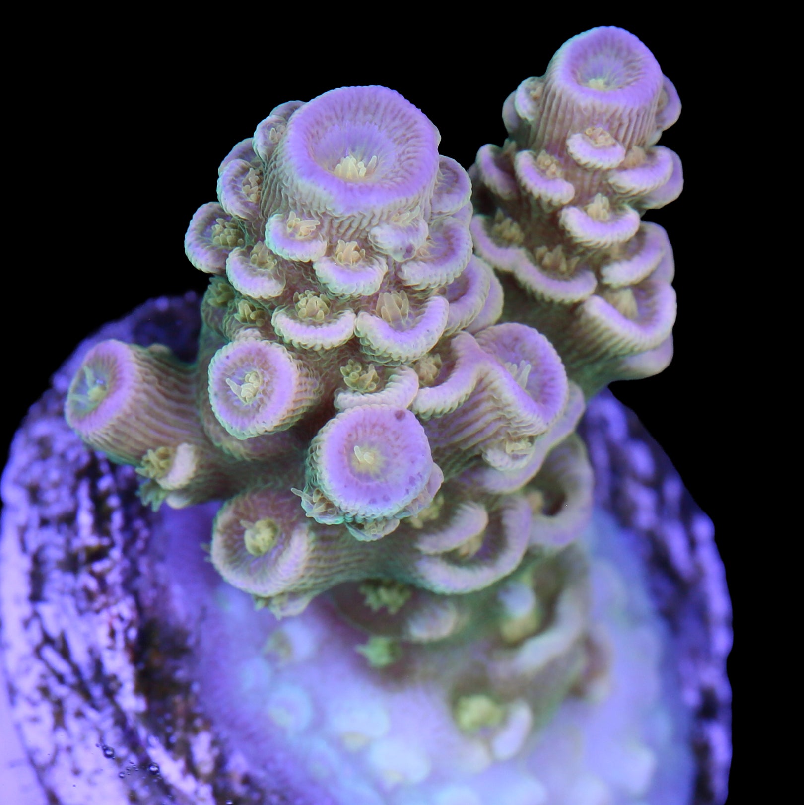 Walt Disney Acropora Coral - Chunky Frag - 800 Grown