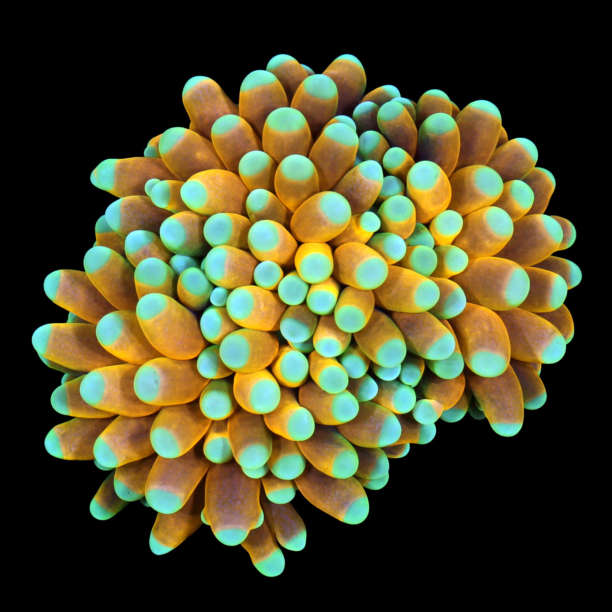 Malaysian Sun God Torch Coral