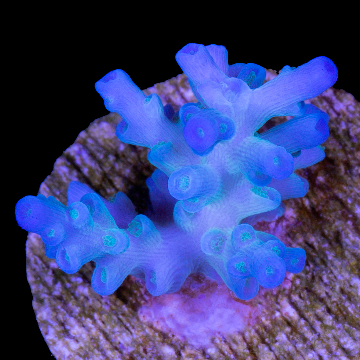 Ice Fire Echinata Acropora Coral