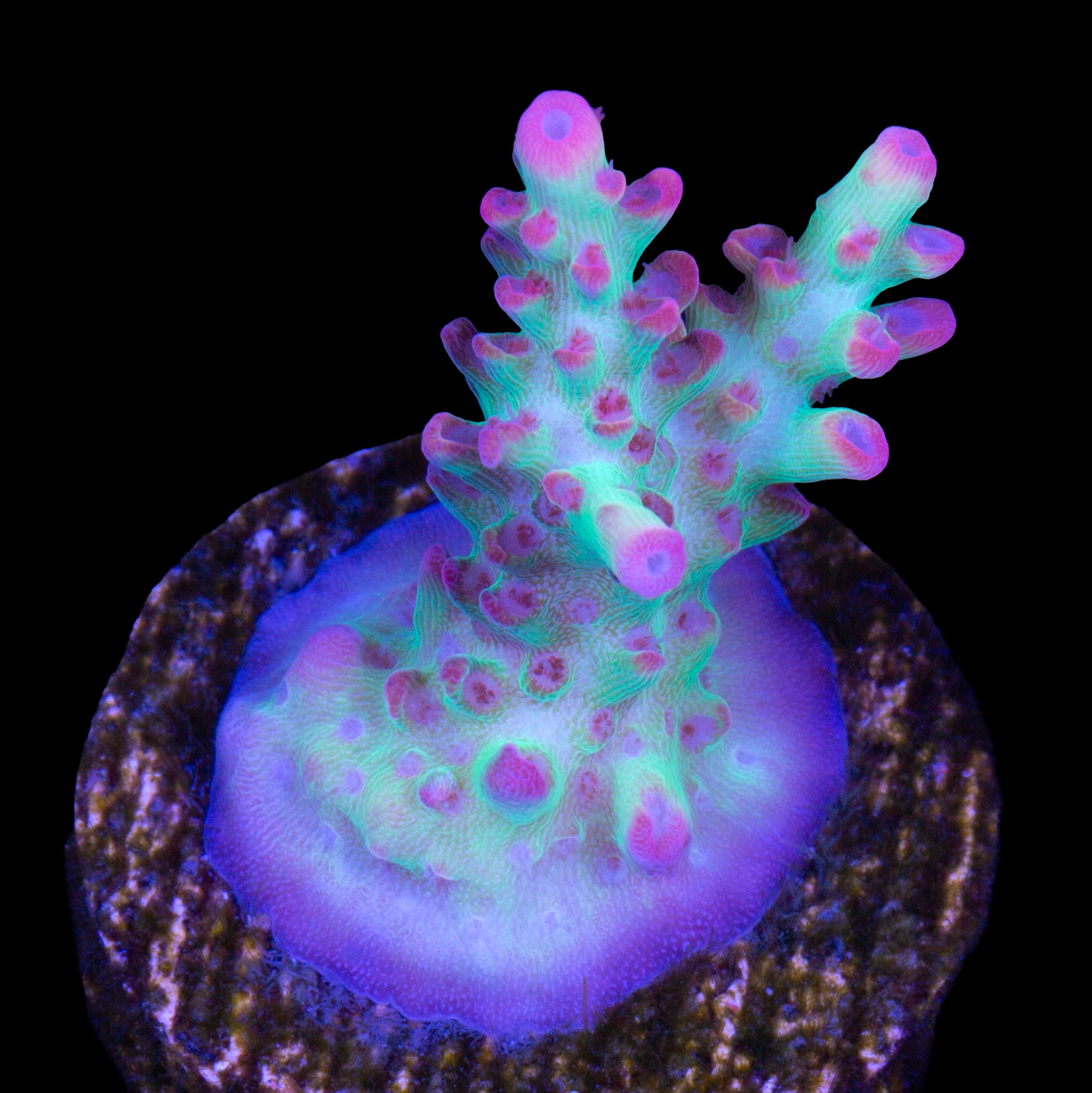 Strawberry Shortcake Acropora Coral