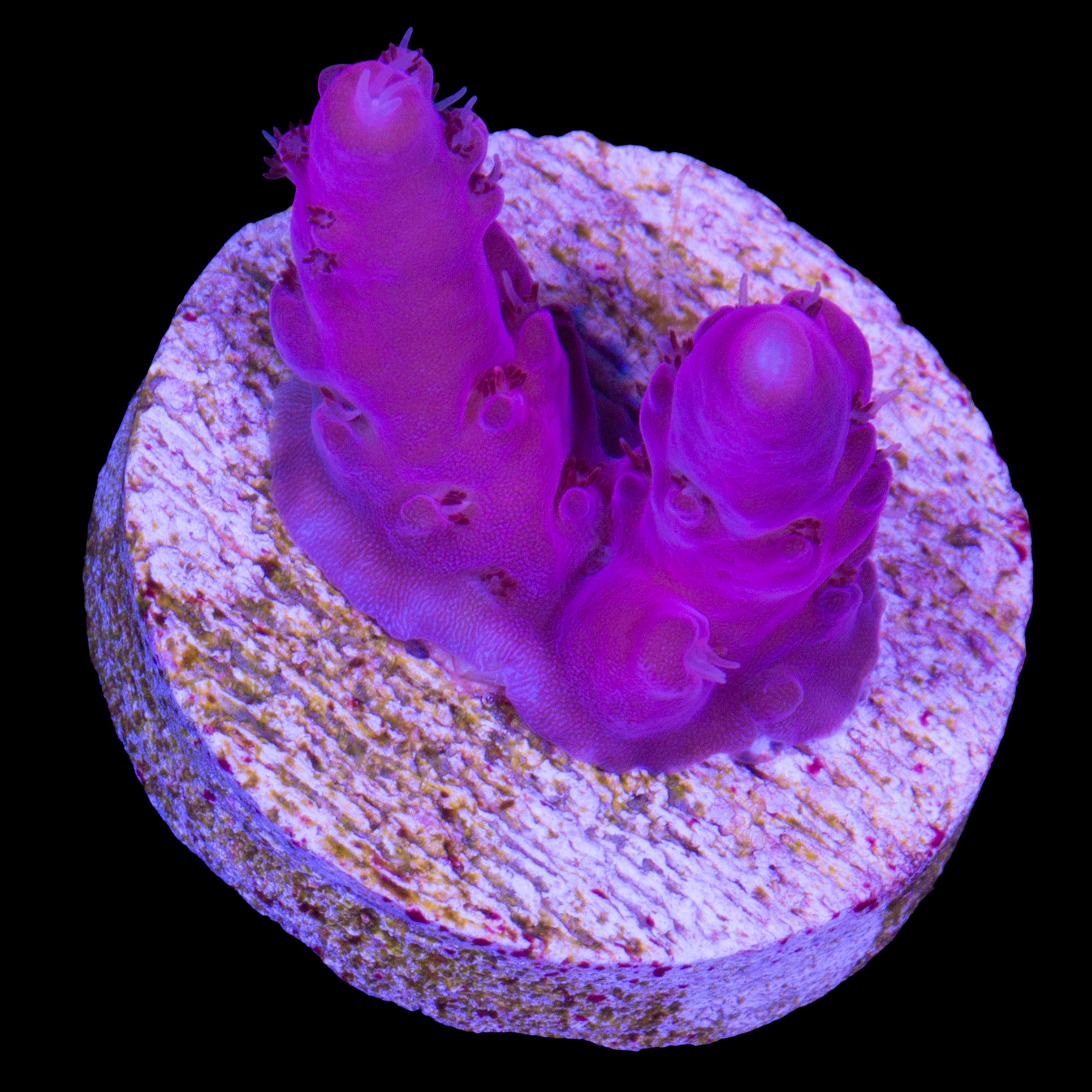 Vivid's Pink Monster Acropora Coral