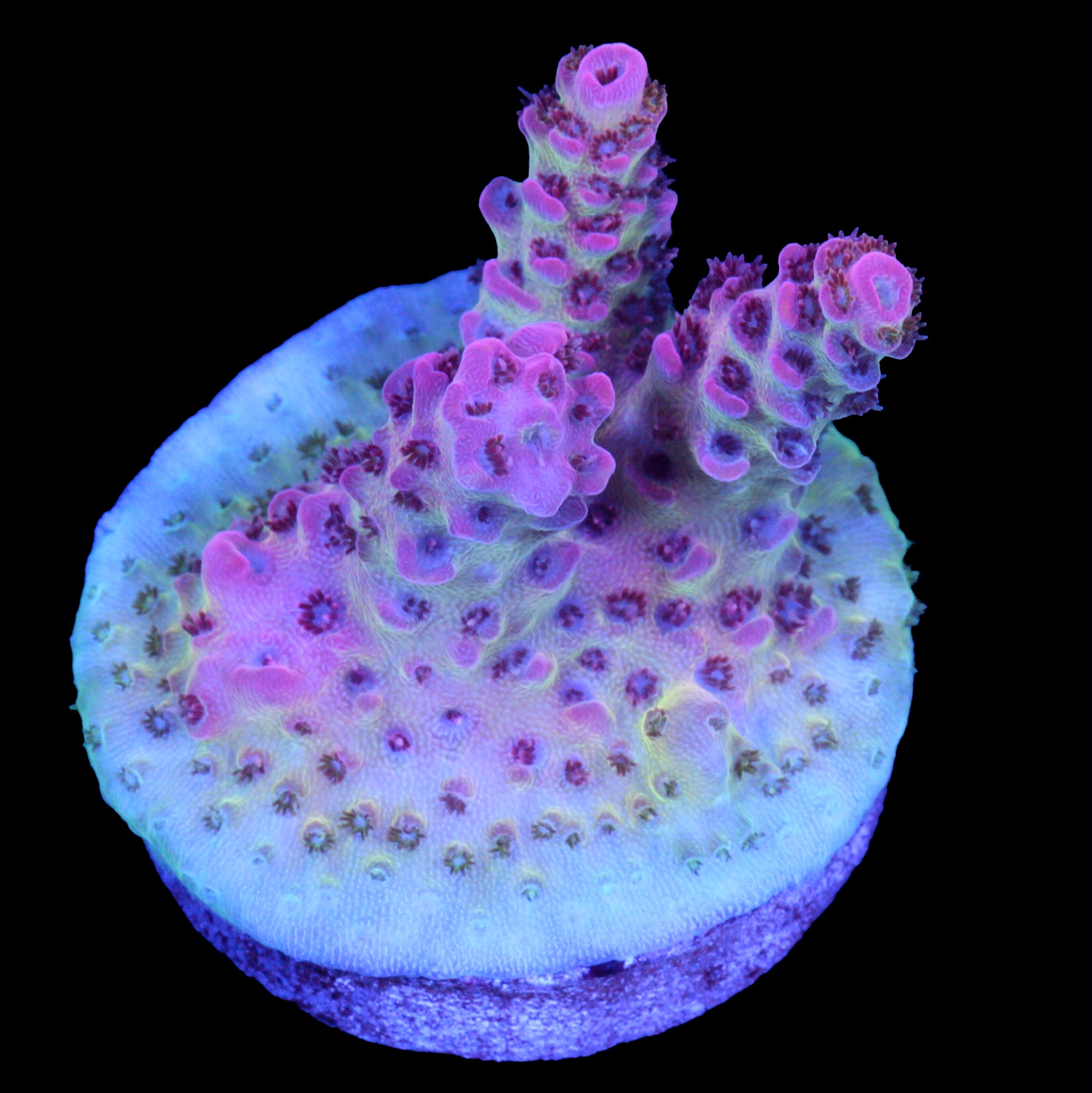 Vivid's Cosmic Aura Table Acropora Coral
