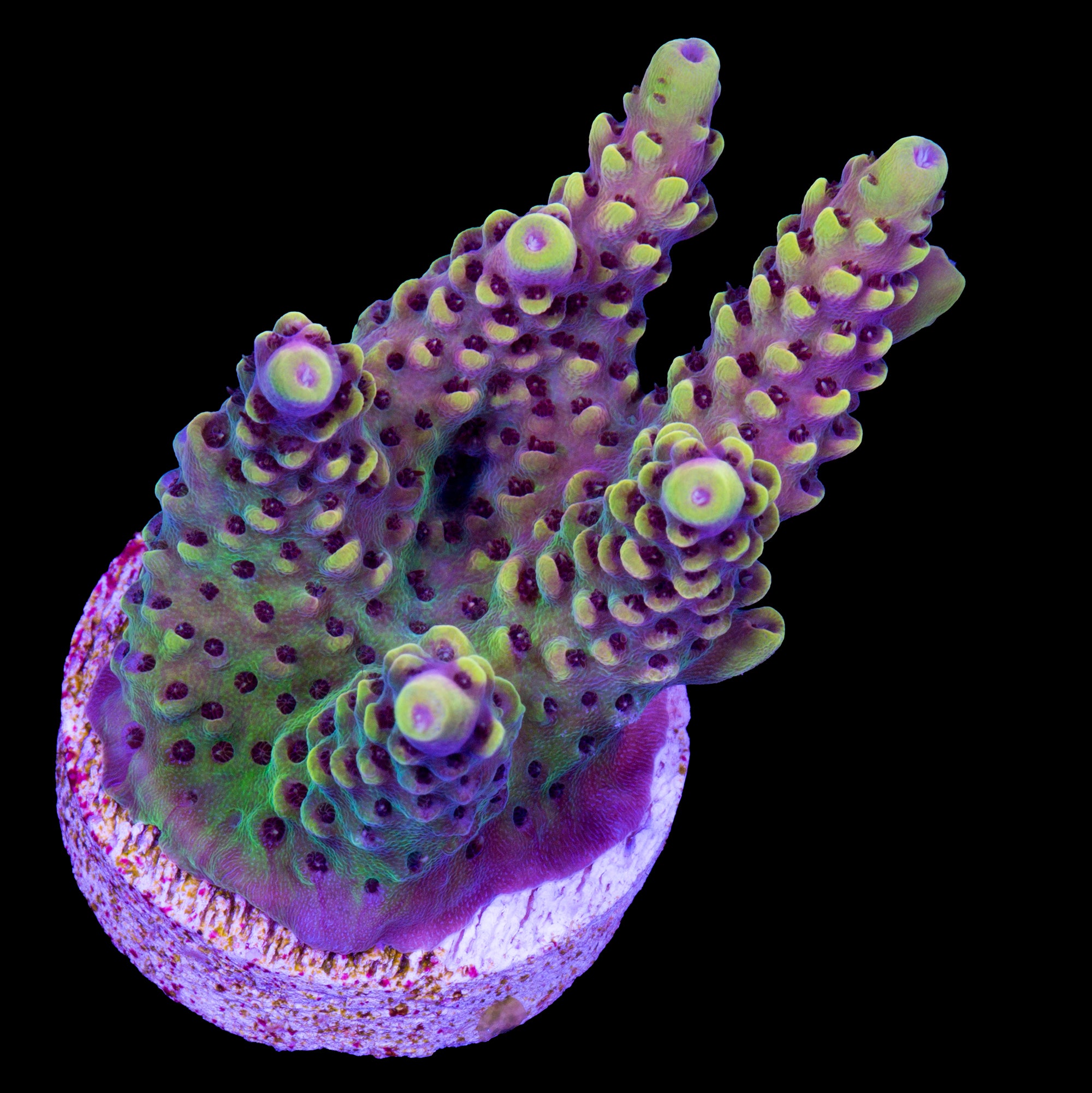 Vivid's Purple Rain Acropora Coral - Lg Frag