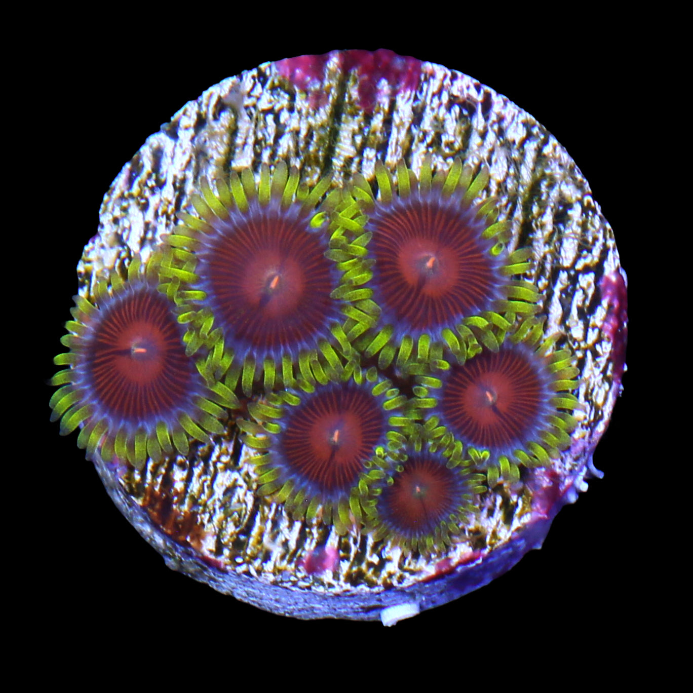 Iron Man Zoanrthids
