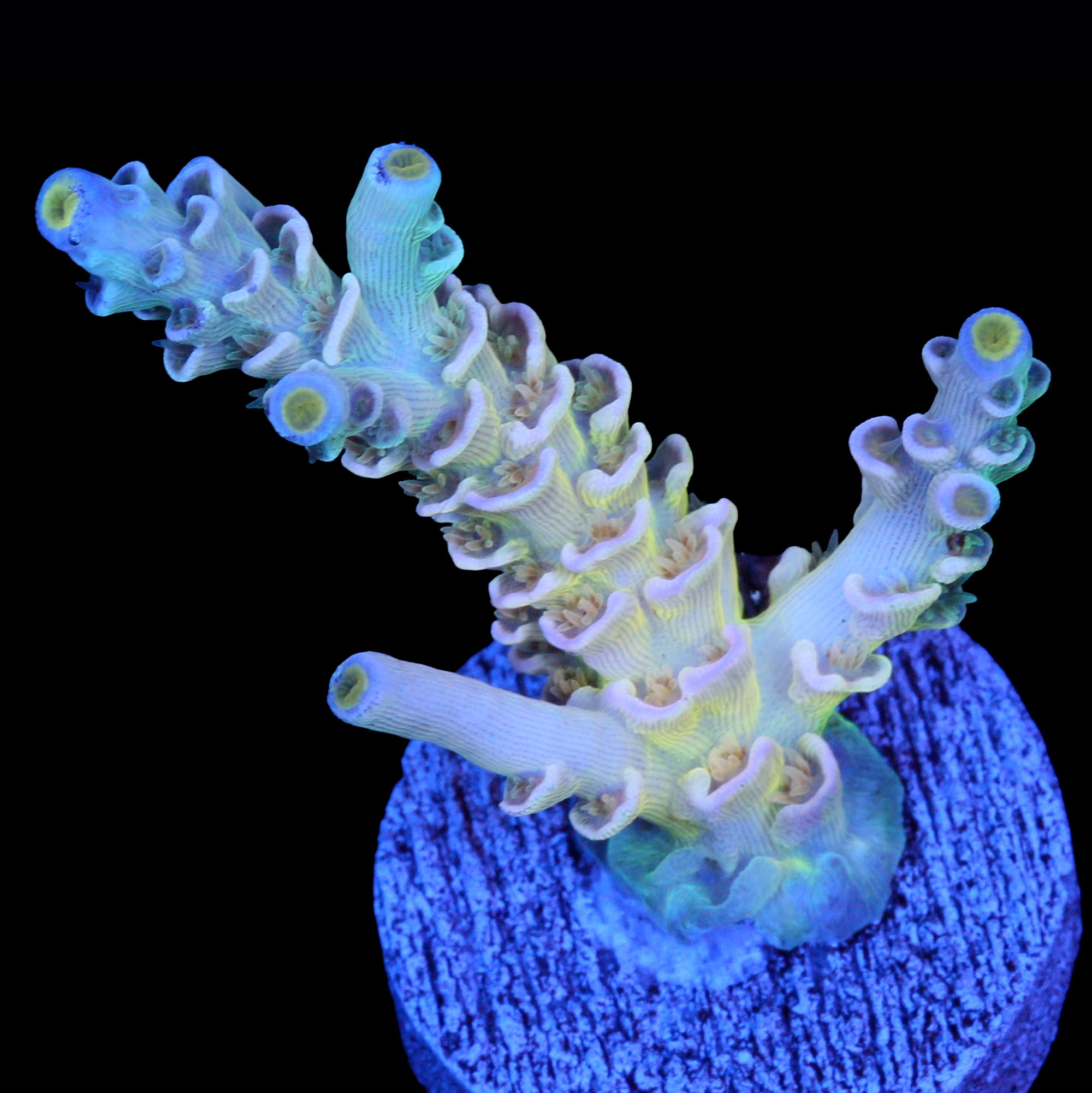 Vivid's Chicquita Tenuis Acropora Coral - 800 Grown