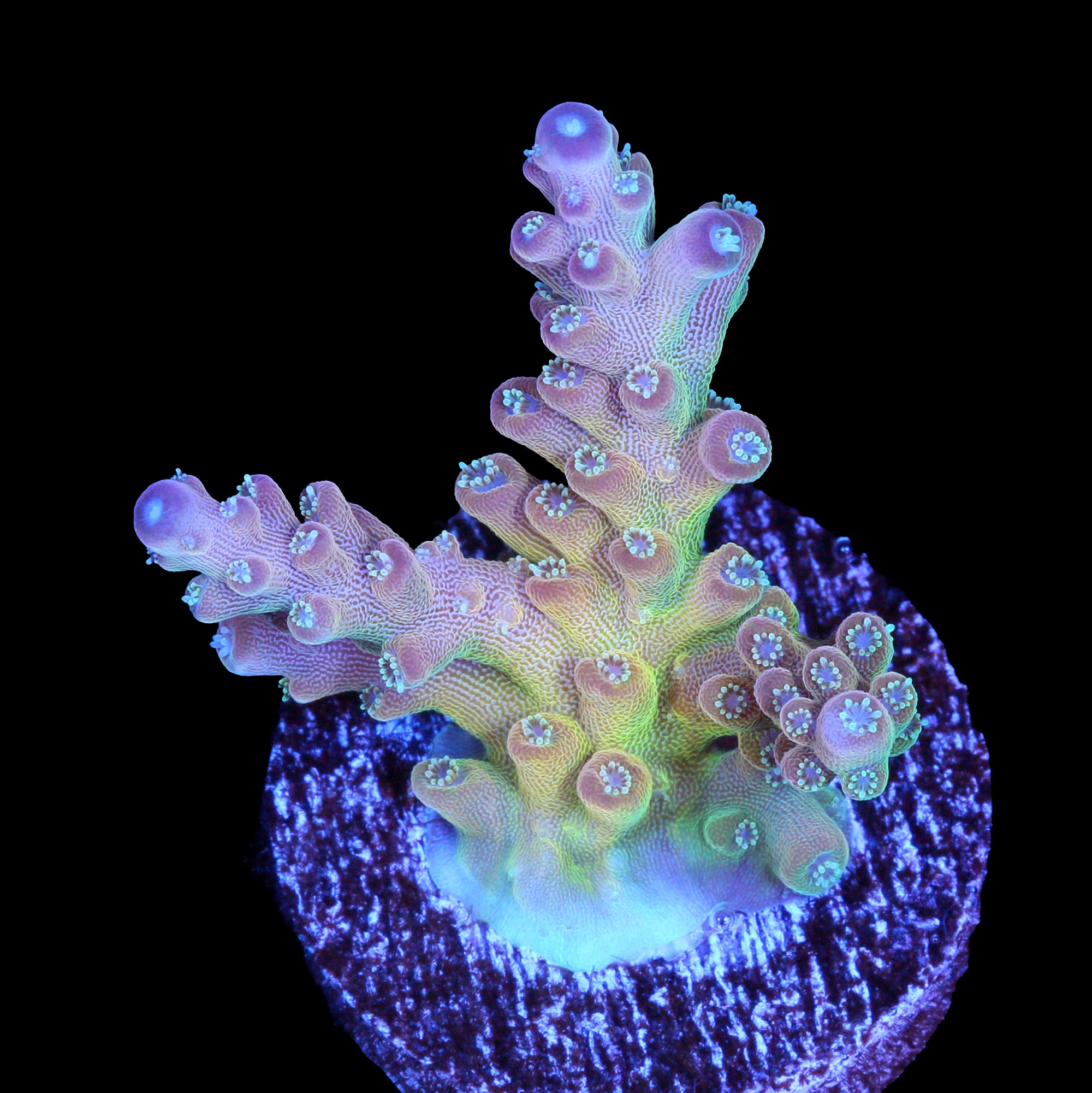 Vivid's Interstellar Acropora Coral - 800 Grown