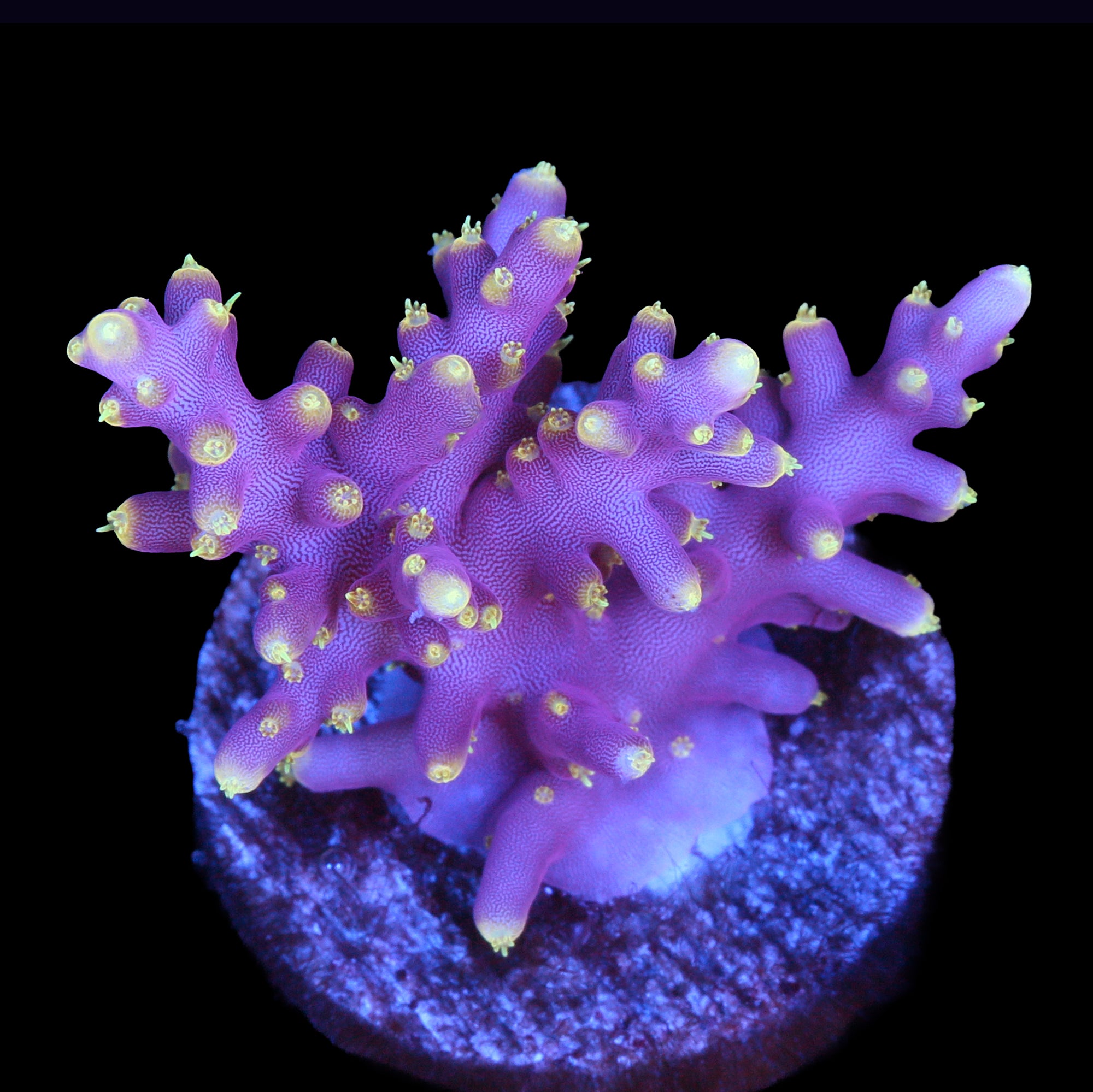 Little Red Ferrari Acropora Coral