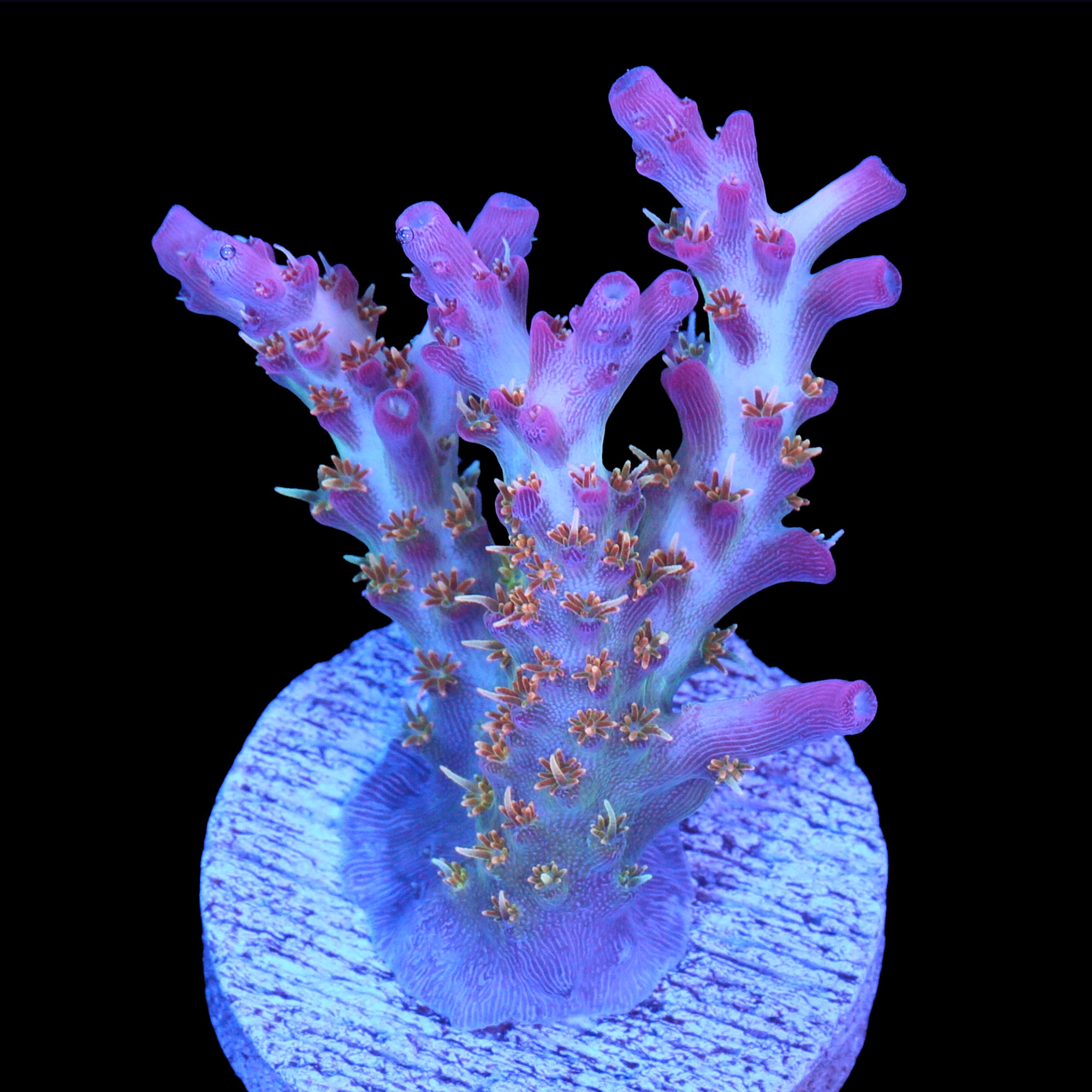 Vivid's Confetti Acropora Coral