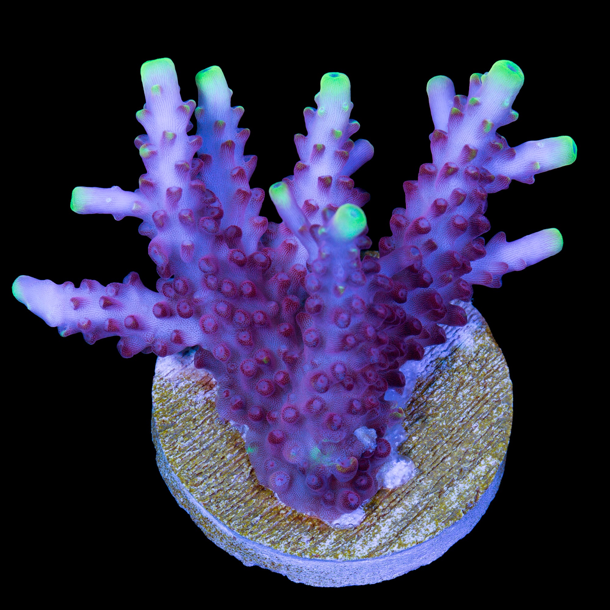 Fox Flame Acropora Coral - XL Frag