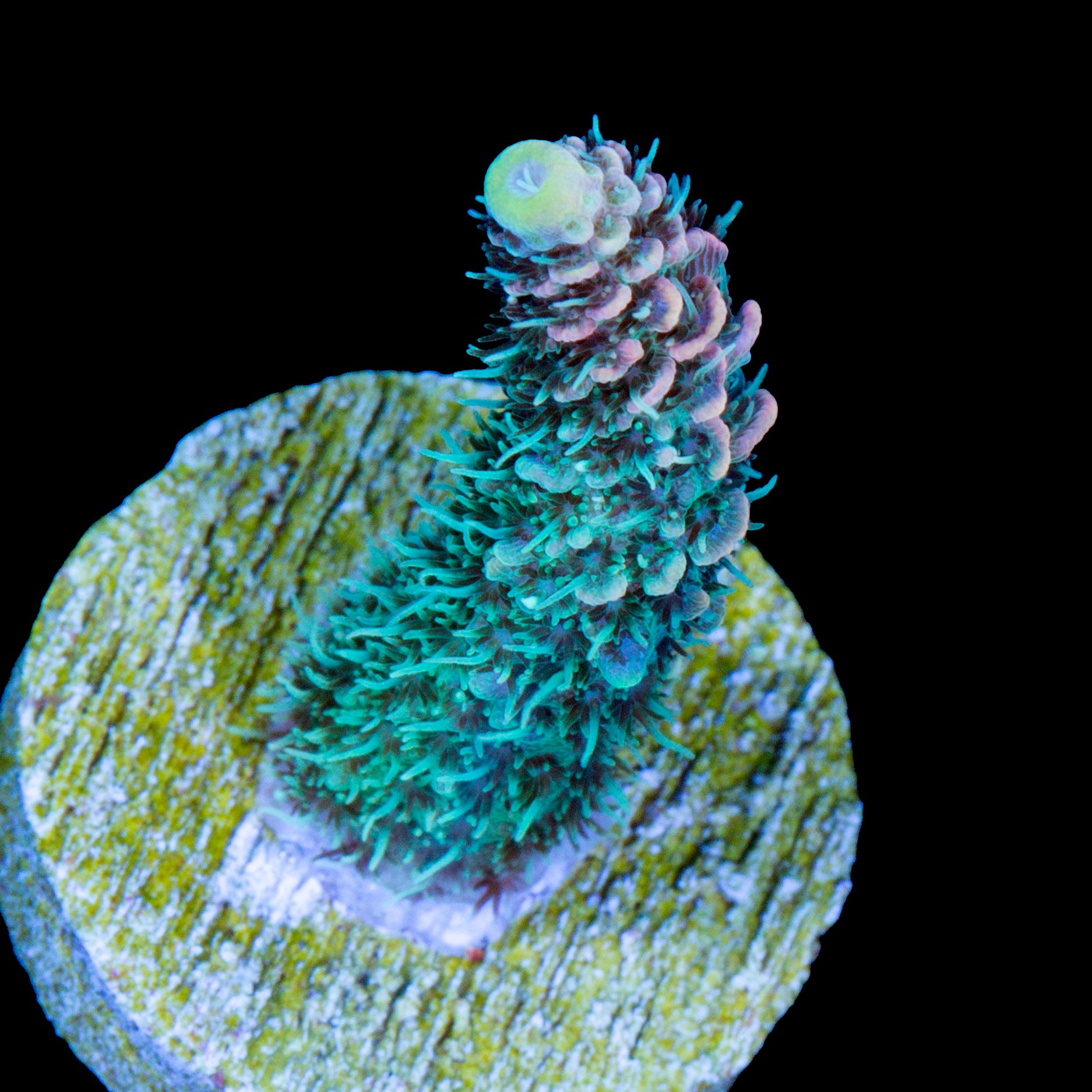 Flame Tip Millepora Acropora Coral - 800 Grown