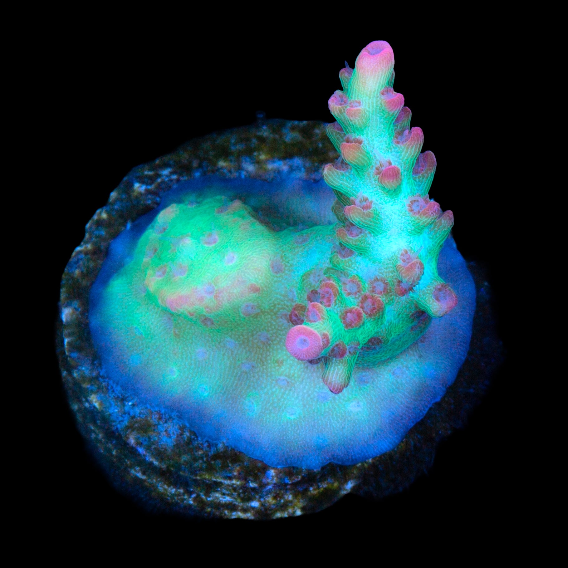 Strawberry Shortcake Acropora Coral
