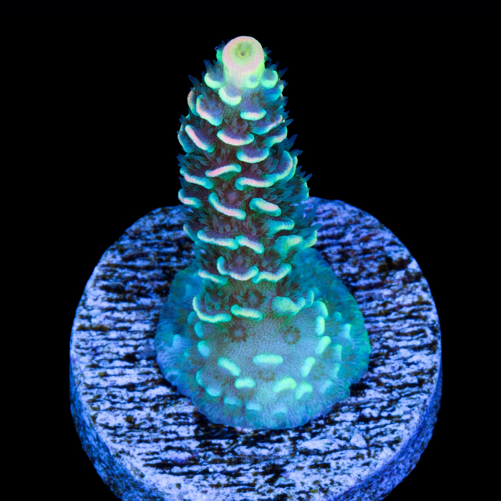 BK Chem Fruit Loops Acropora Coral