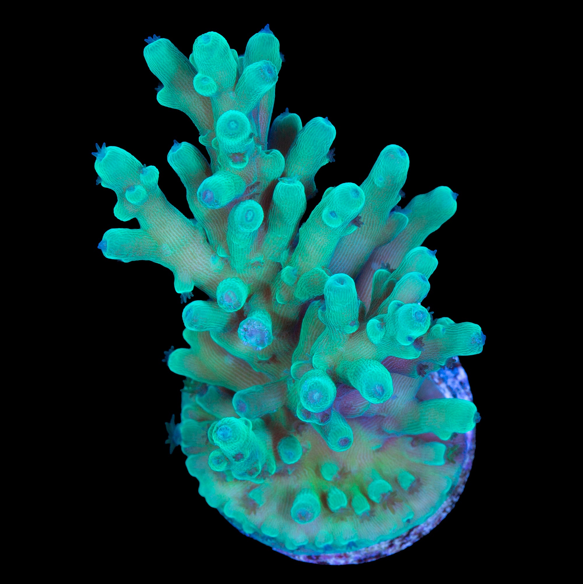 Emerald Abyss Acropora Coral