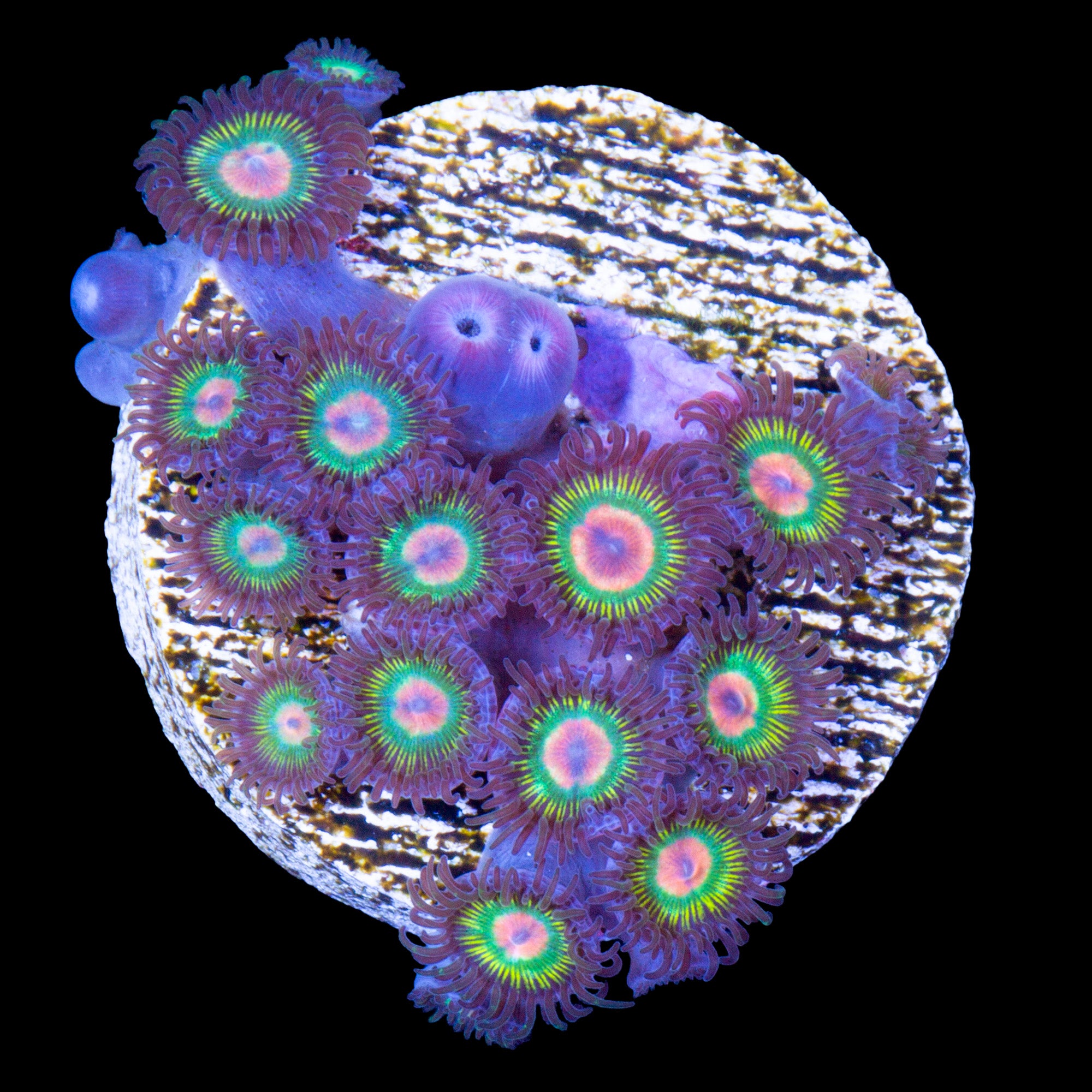 Vivid's Gorilla Nipple Zoanthid Coral