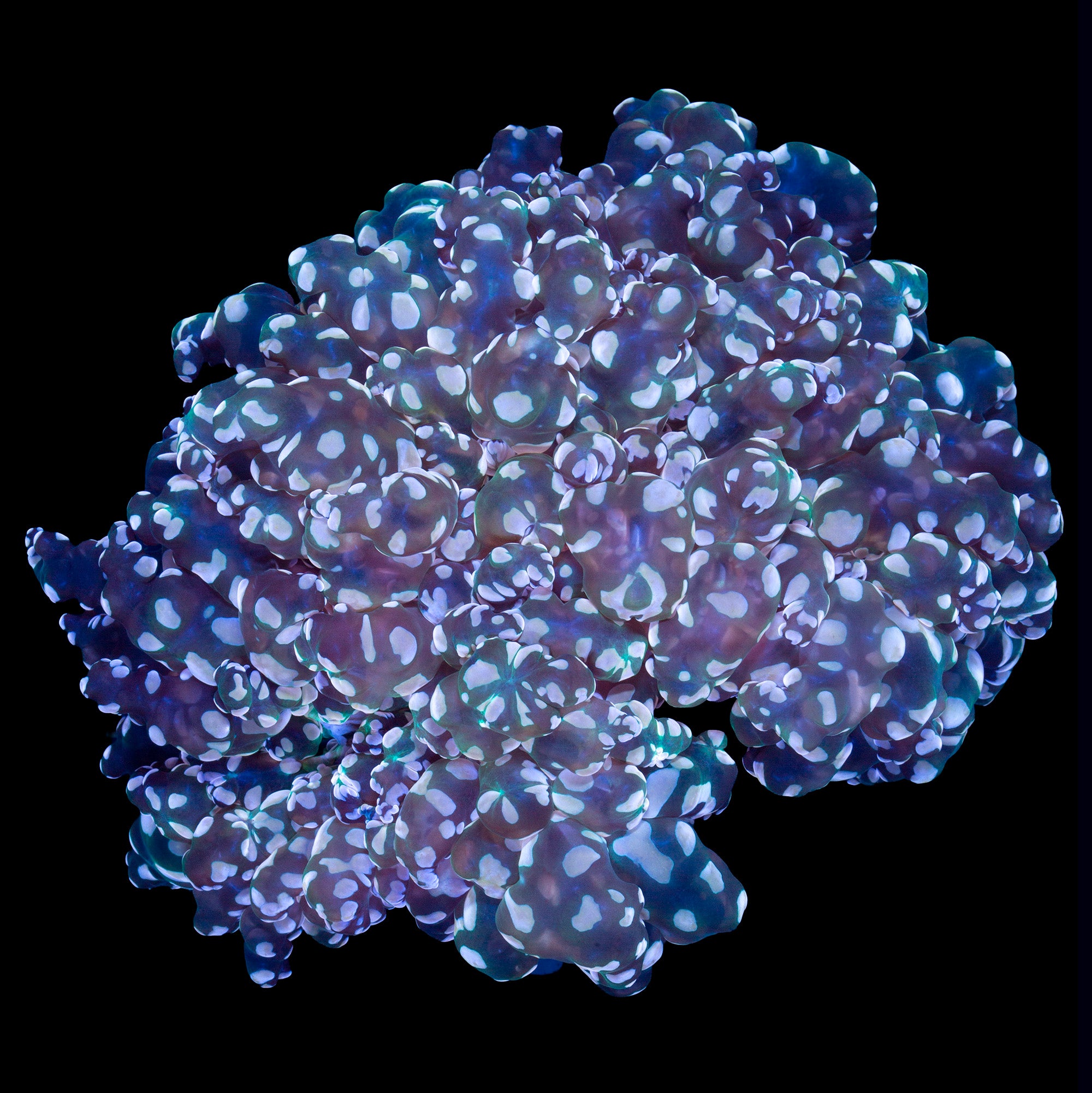 XL Gold Speckled Wall Frogspawn Coral