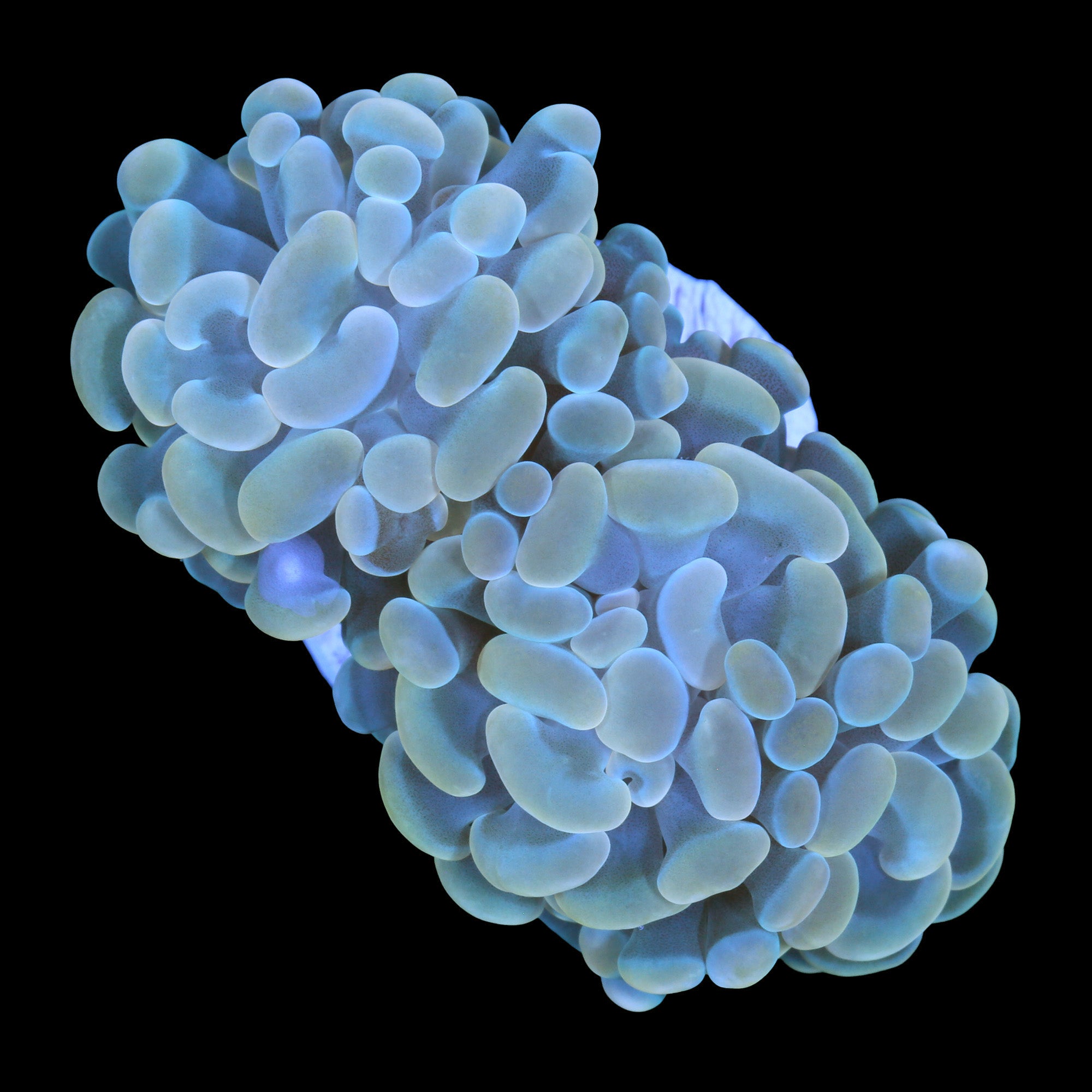 Yellow Branching Hammer Coral
