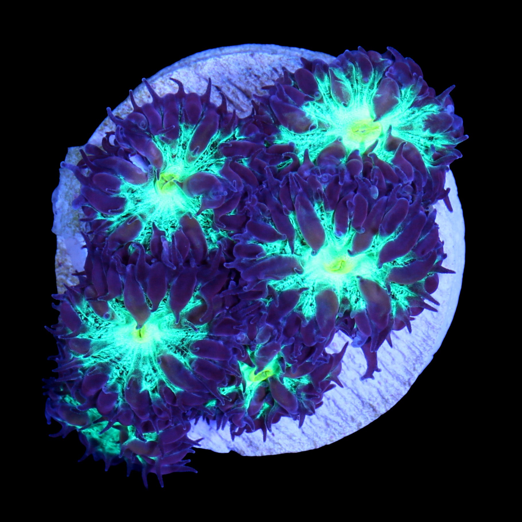 Atomic Eye Blastomussa Merletti Coral