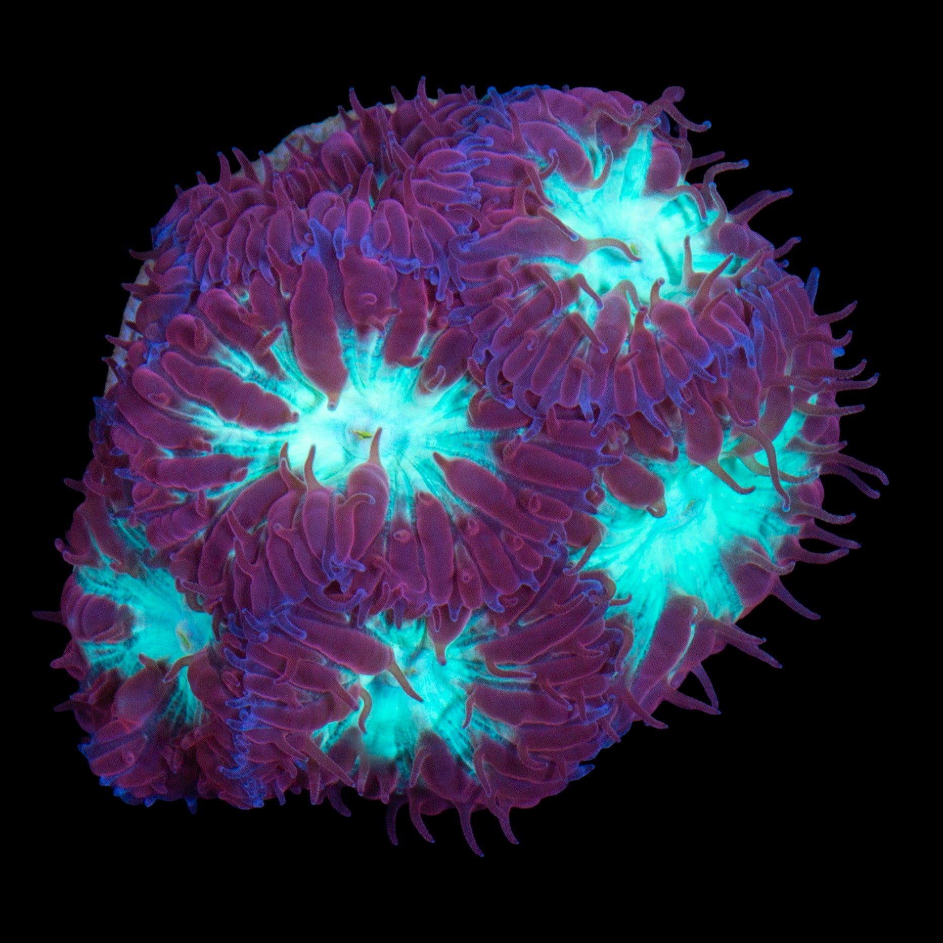 Appleberry Blastomussa Merletti Coral