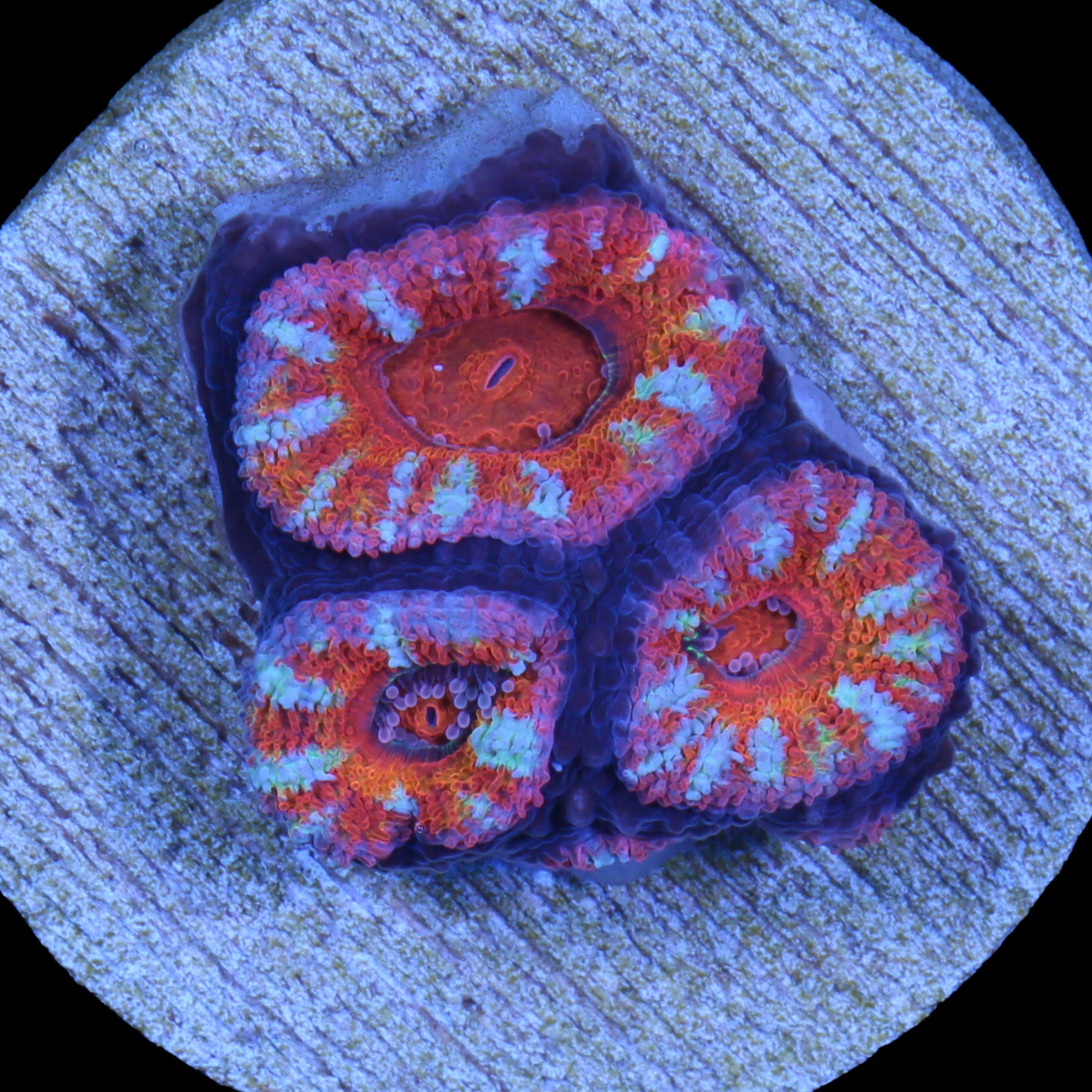 Rainbow Acan Lord Coral