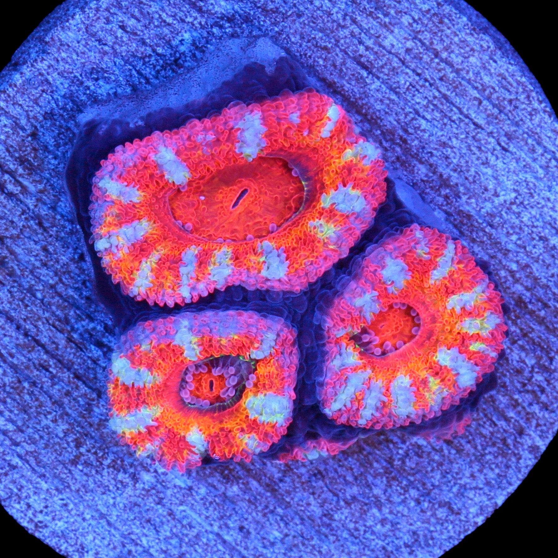 Rainbow Acan Lord Coral