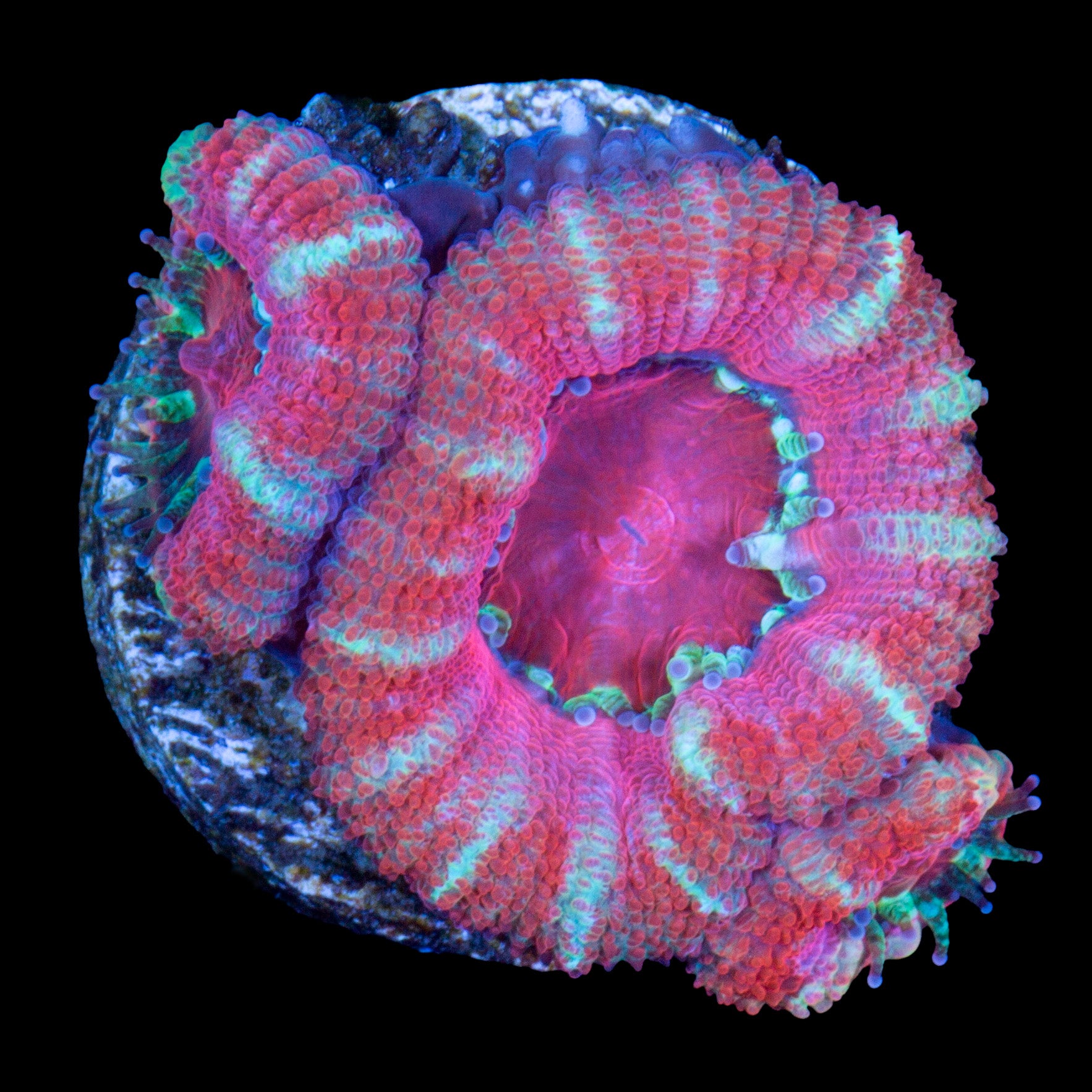 Cotton Candy Acan Lord Coral