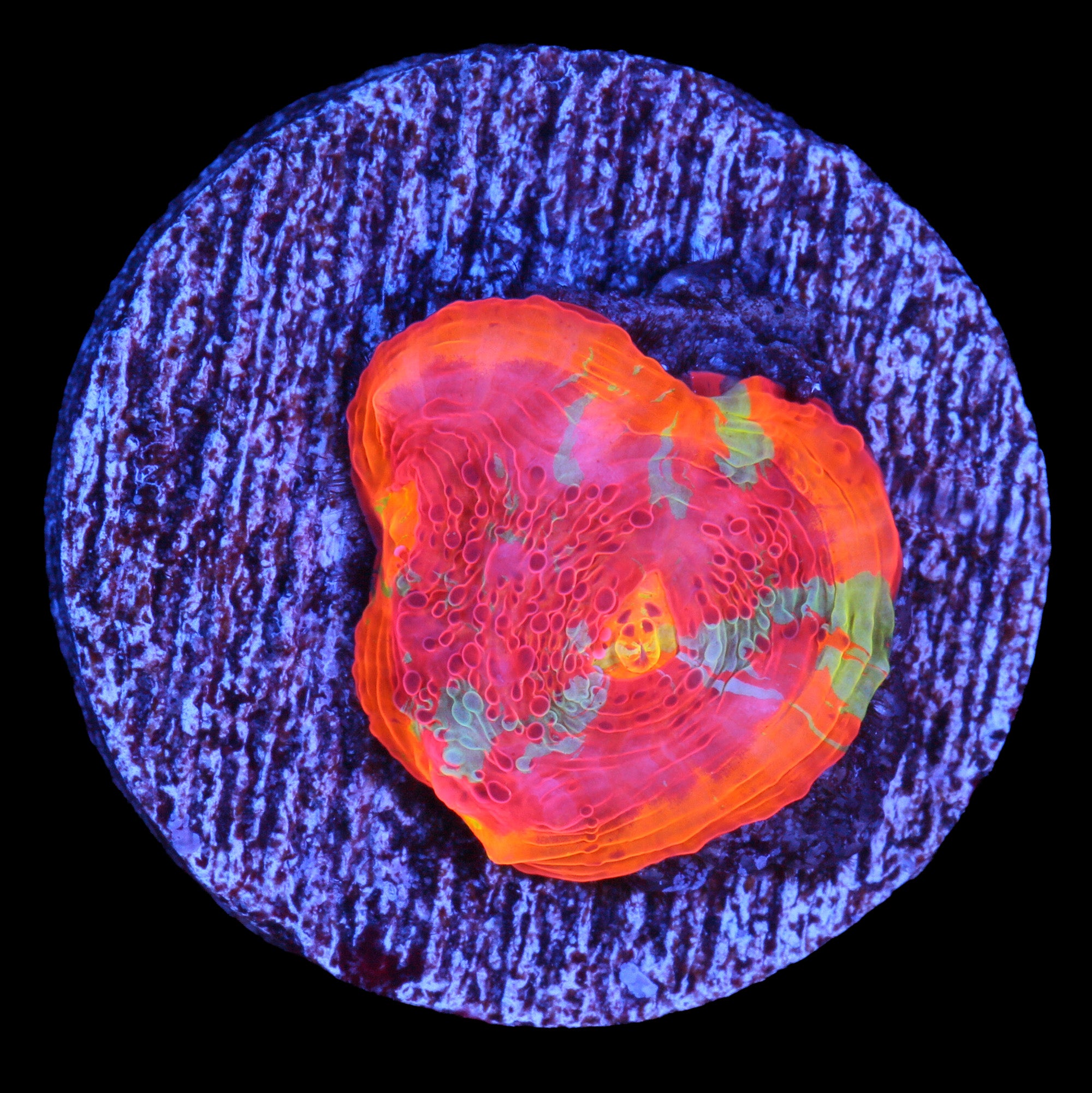 Crazy Rainbow Echinophyllia Coral