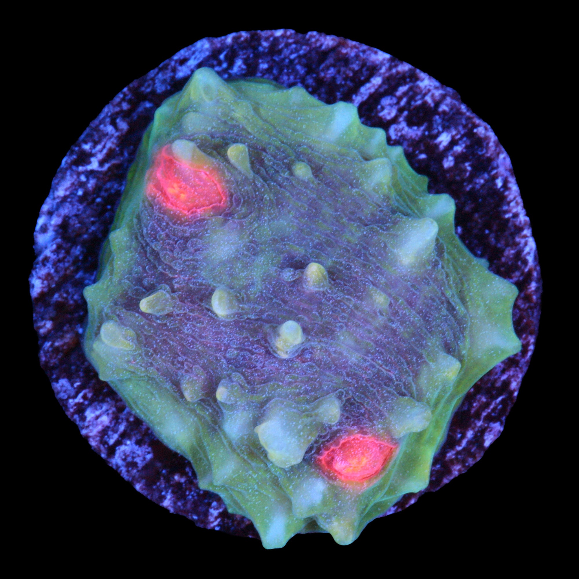 Superman Chalice Coral