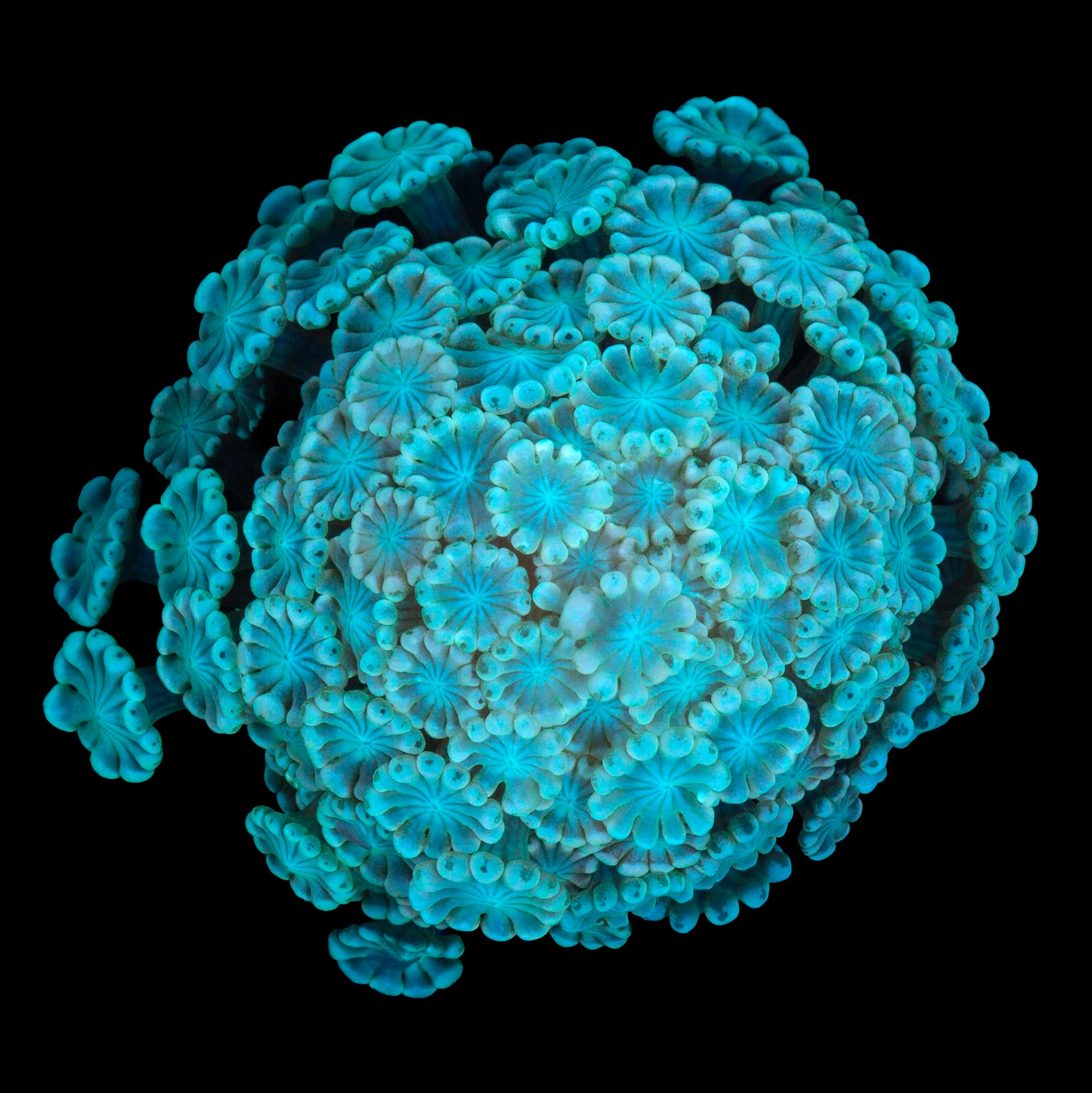 Emerald Alveopora Coral - Lg Frag