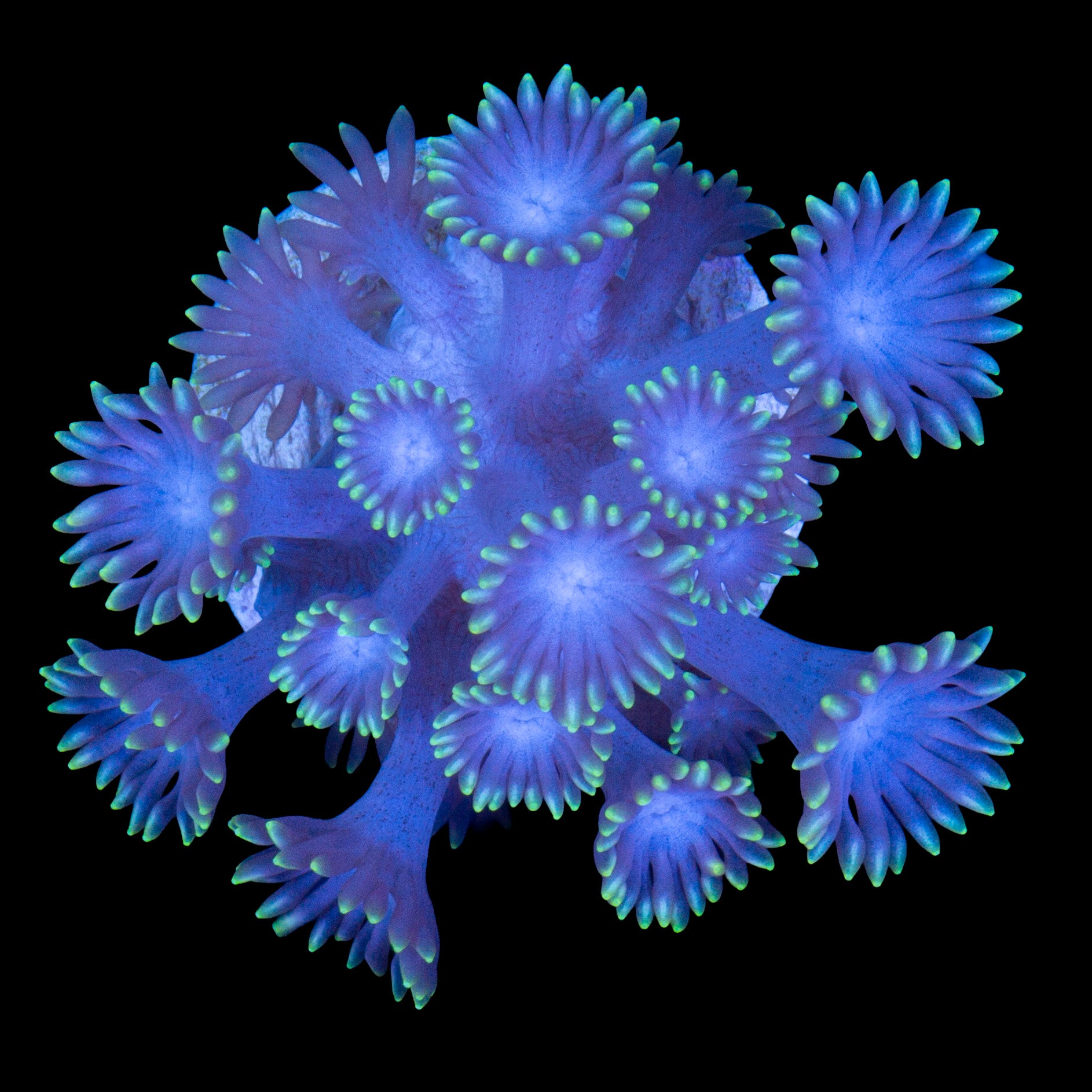 Gold Tip Goniopora Coral