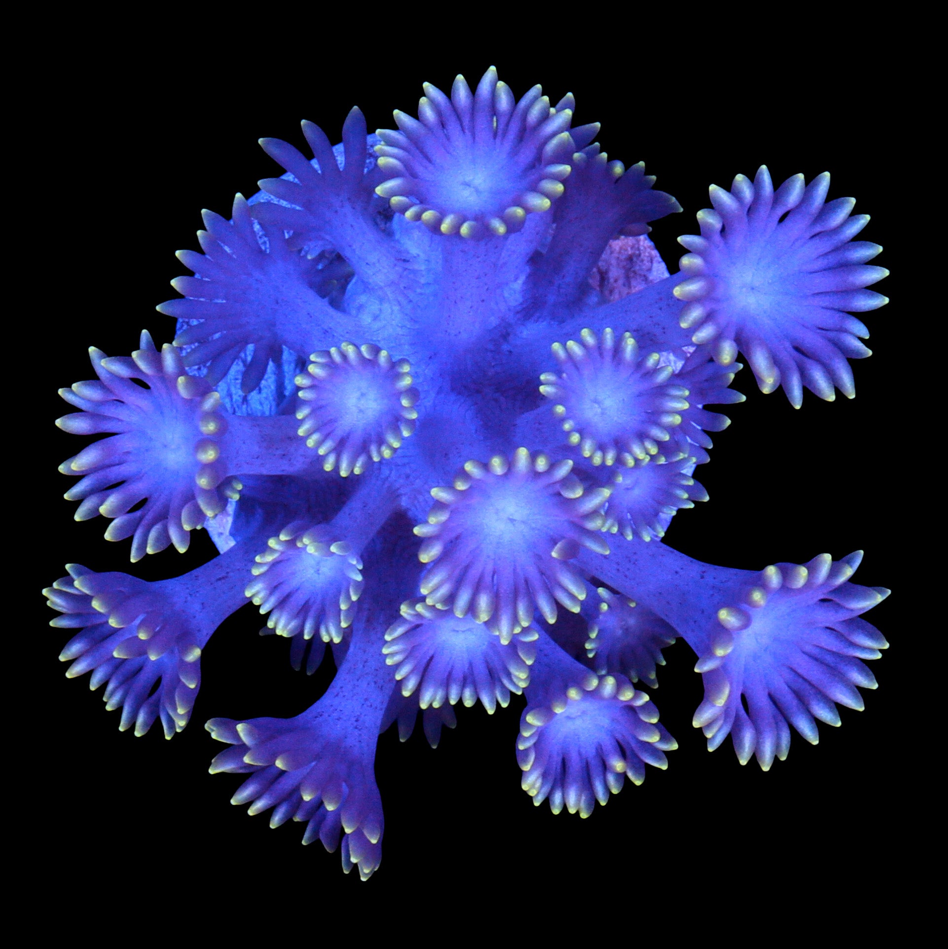 Gold Tip Goniopora Coral
