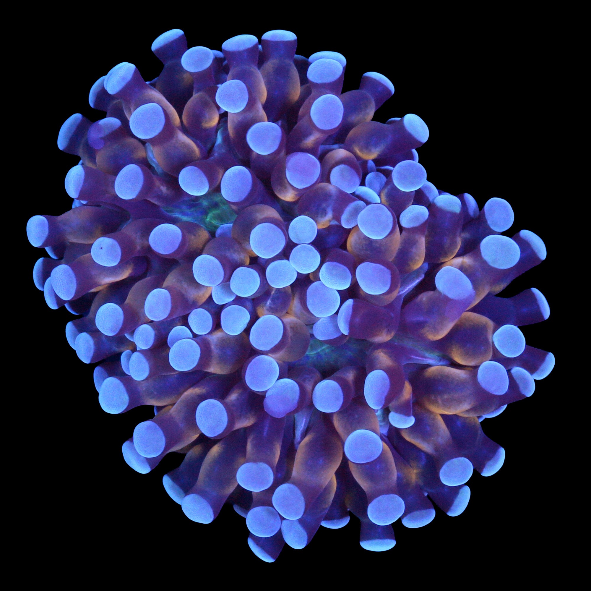 Cristata Torch Coral