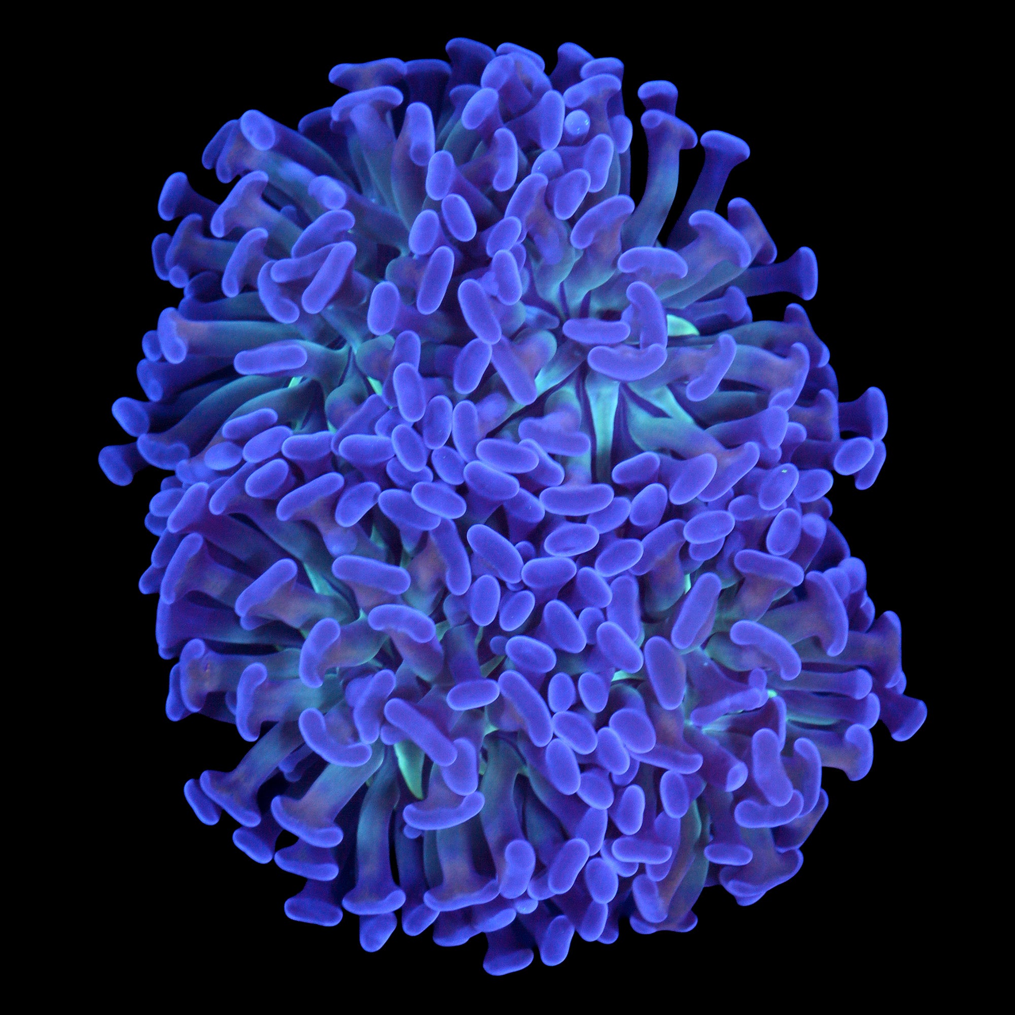 Prism Branching Hammer Coral