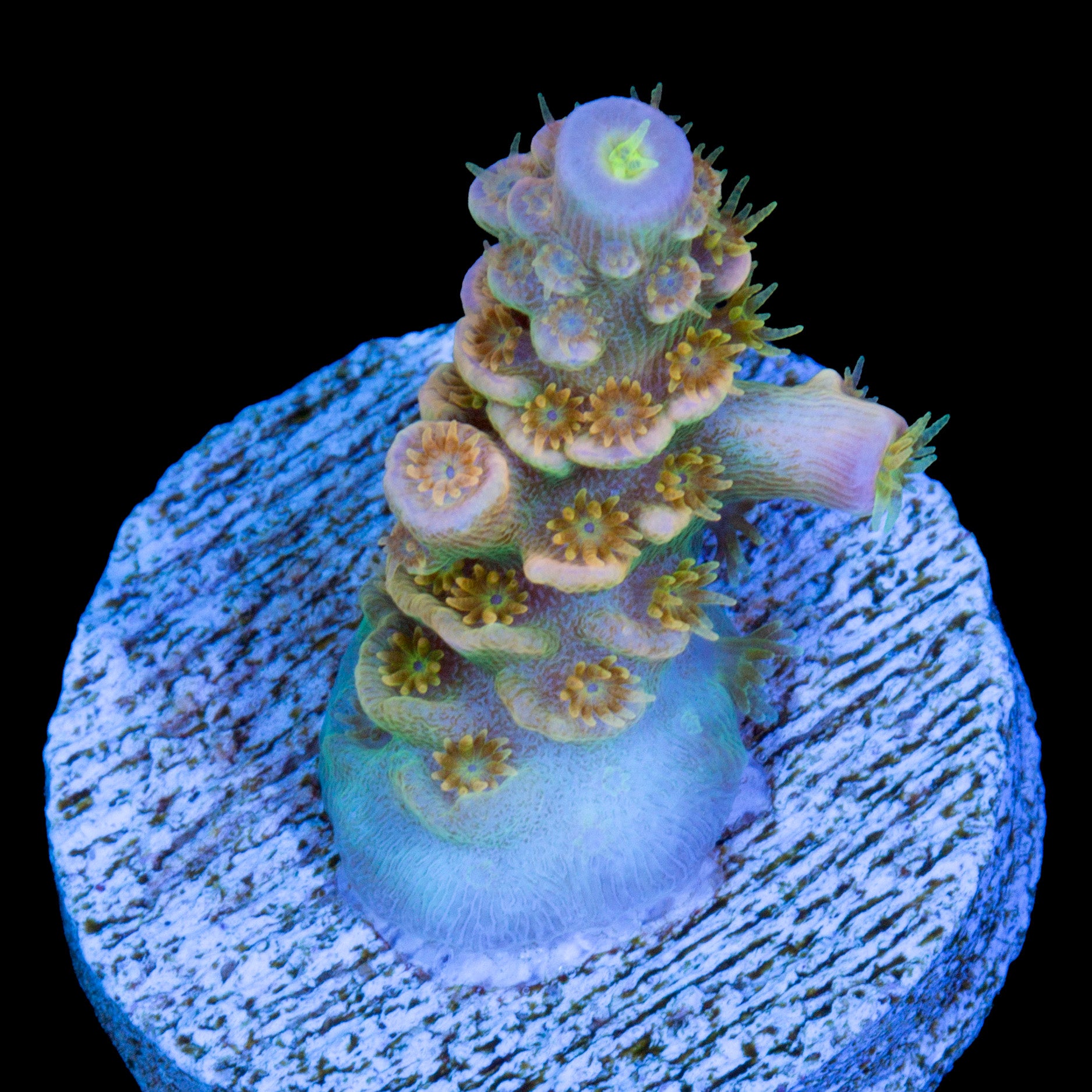 Walt Disney Acropora Coral