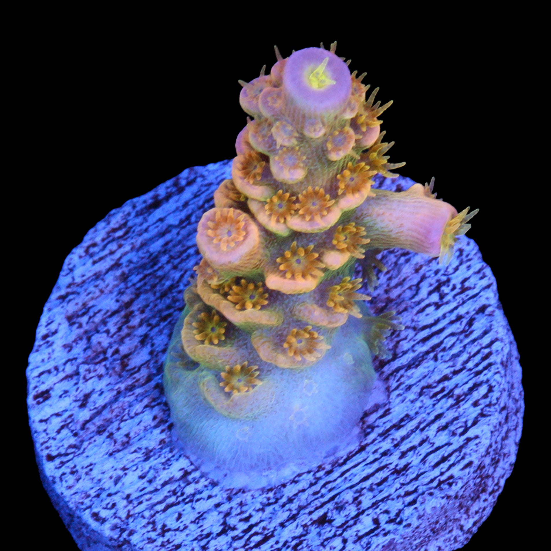 Walt Disney Acropora Coral