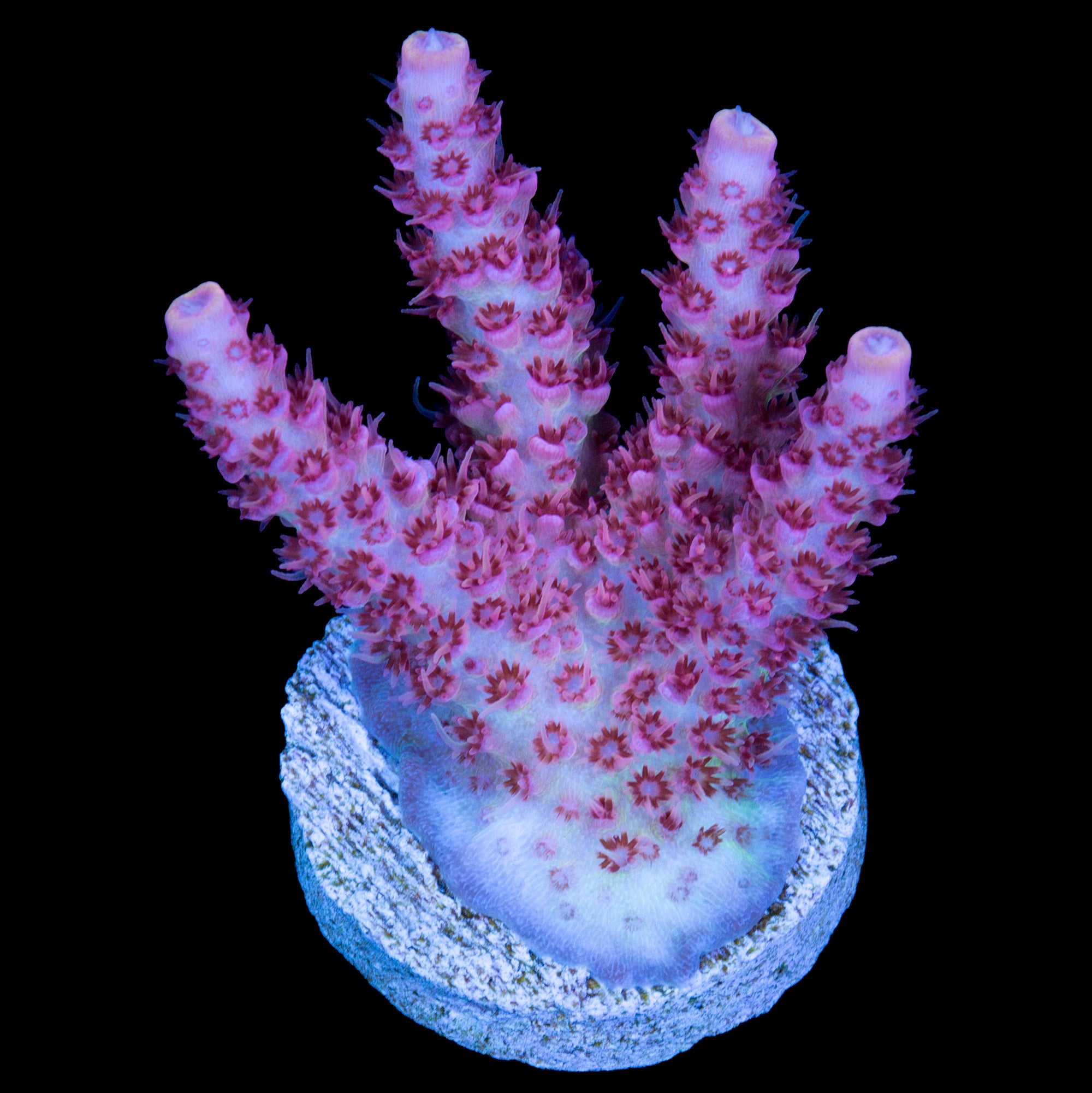 Vivid's Atomic Fusion Tabling Acropora Coral
