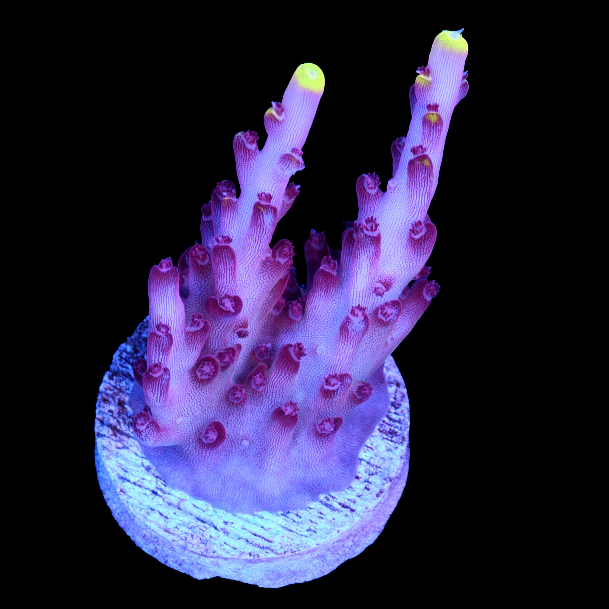 Fox Flame Acropora Coral