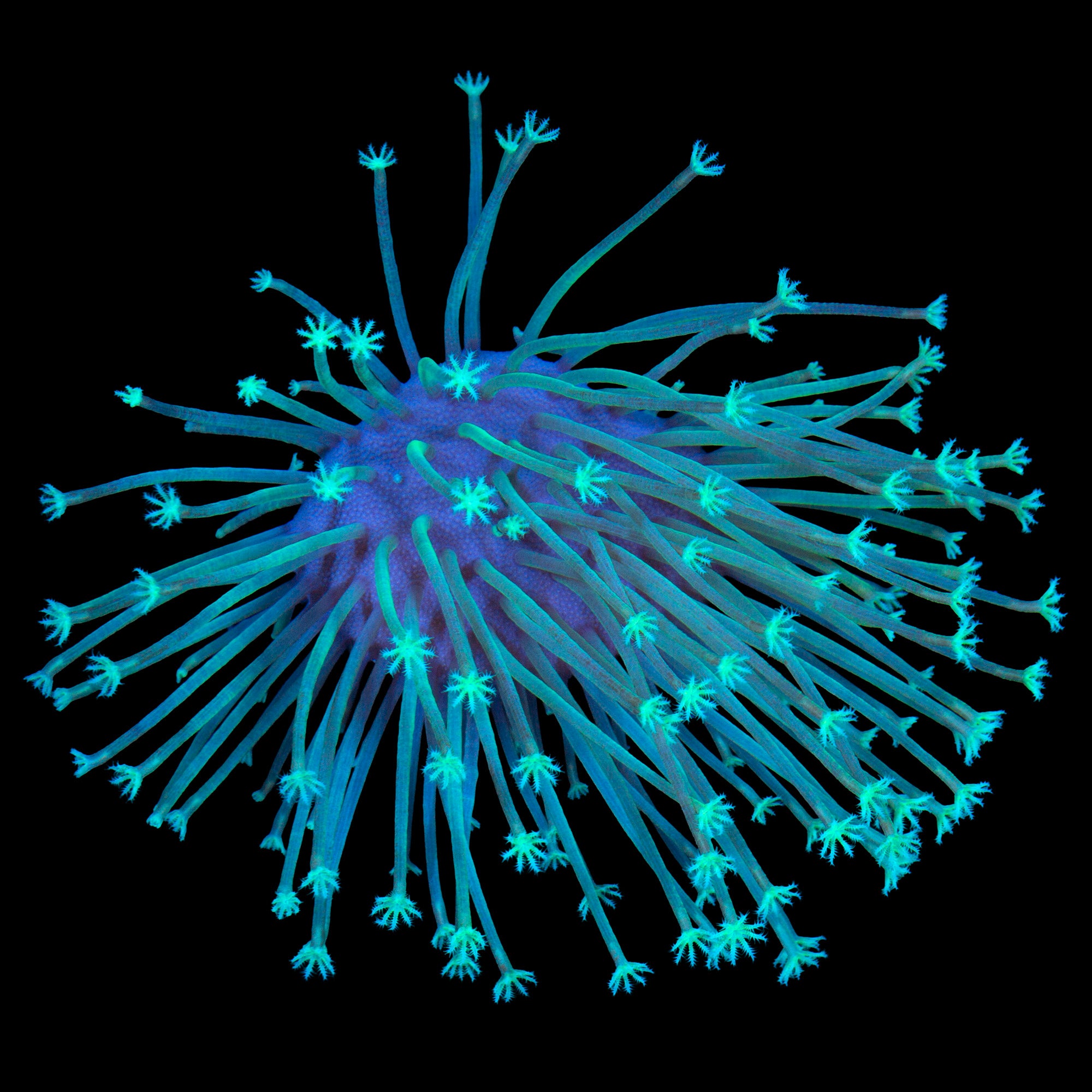 Long Polyped Toadstool Leather Coral