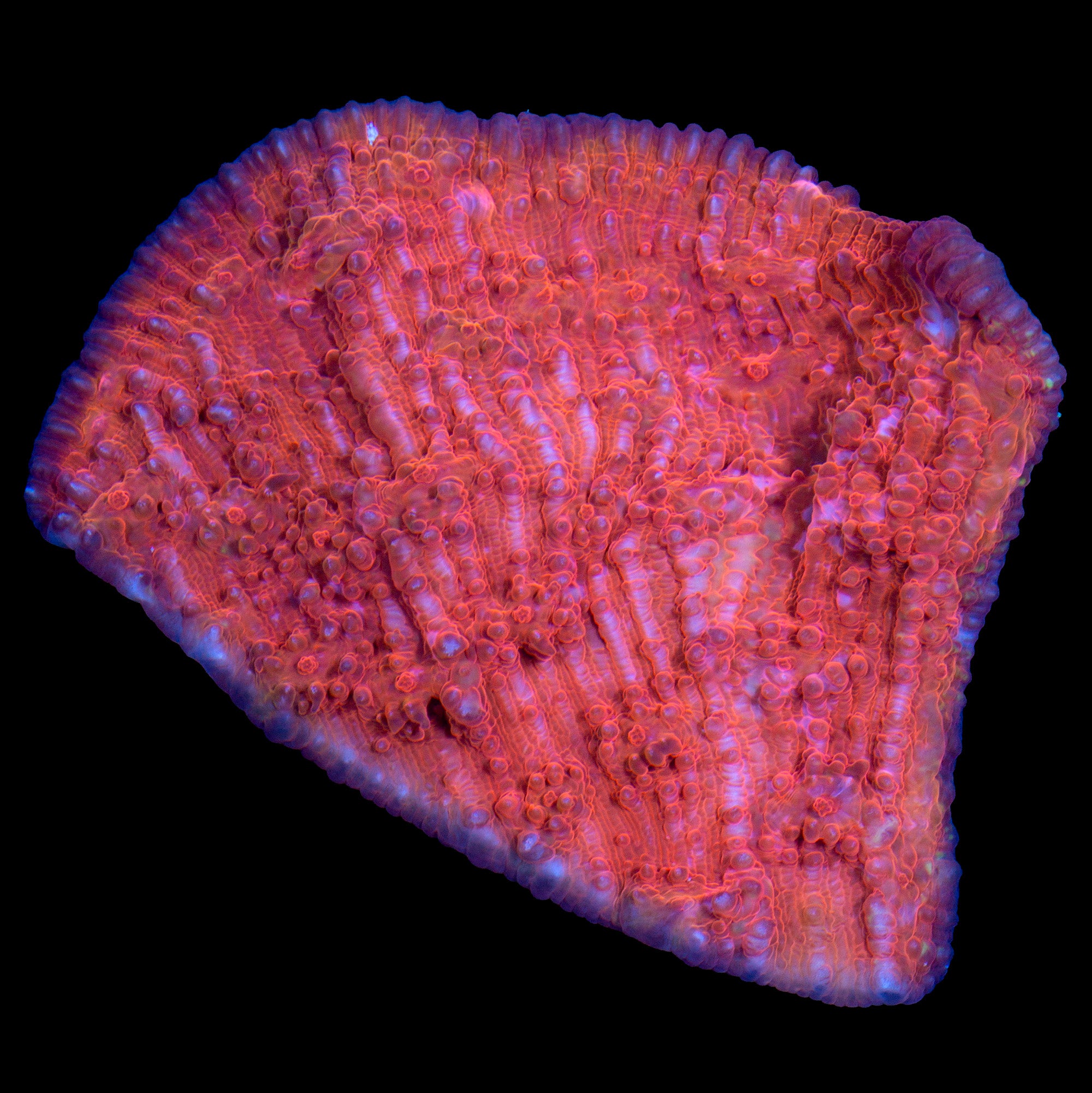 Inferno Echinophyllia Coral - Mini Colony