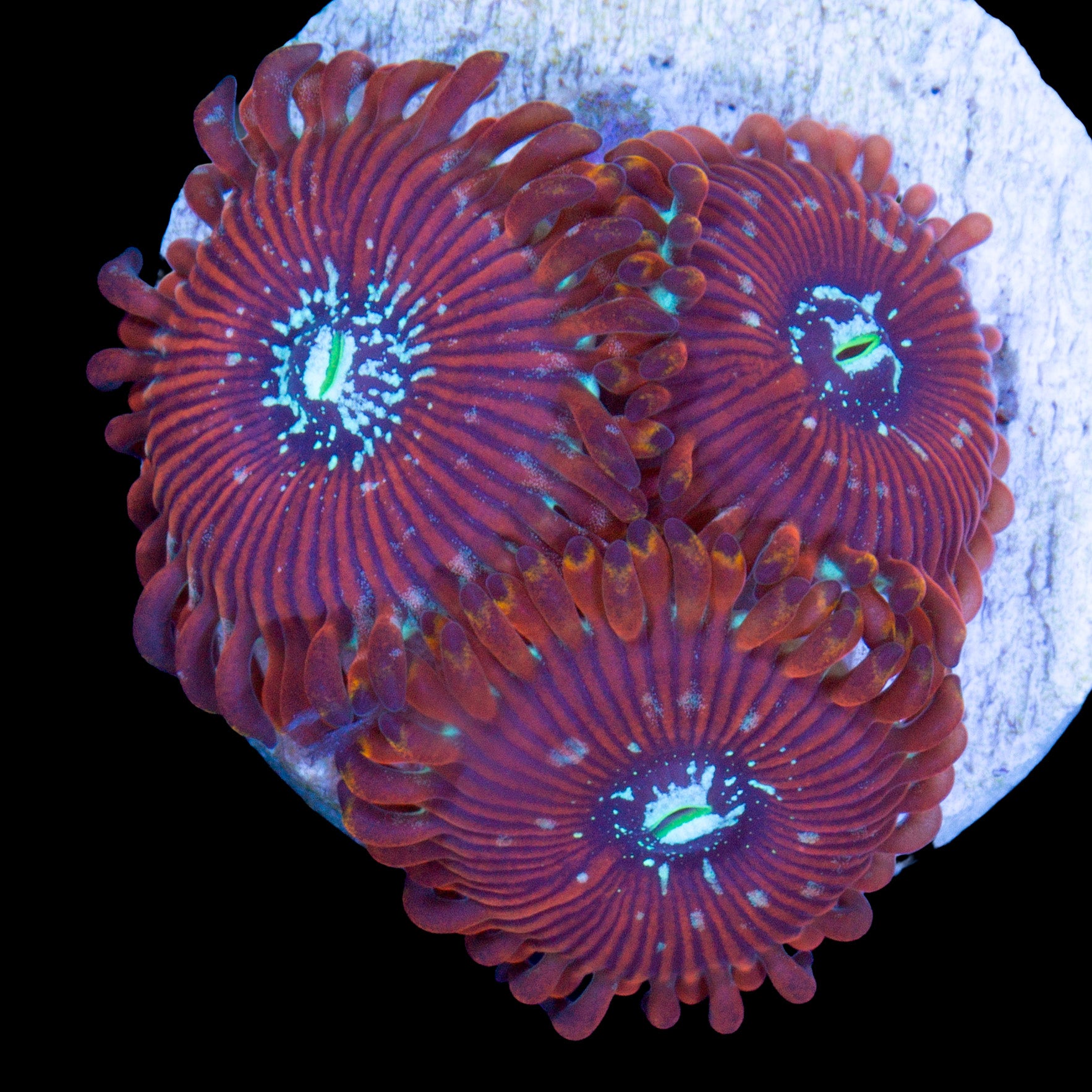 Vivid's Magician Zoanthid Coral