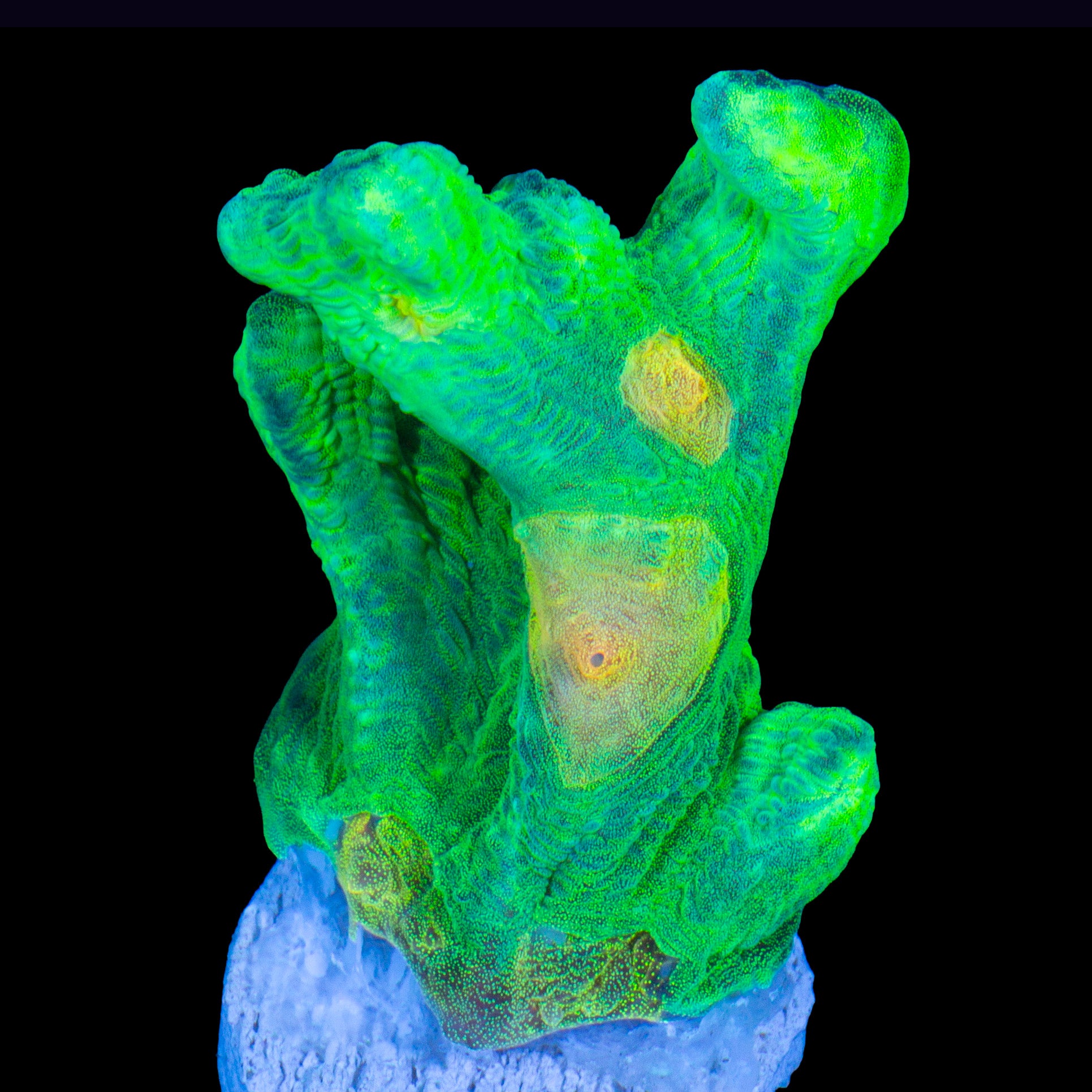 Space Invader Pectinia Coral - Lg Frag