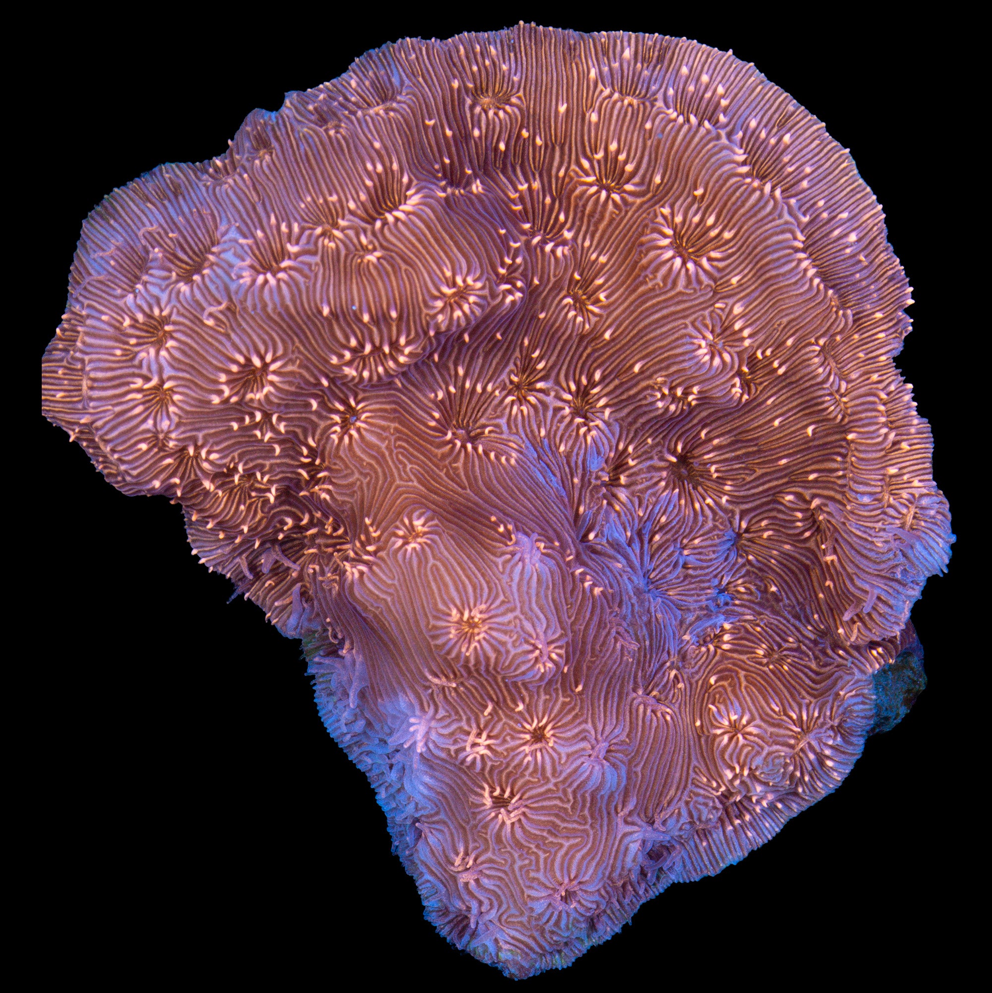 Orange Pavona Maldivensis Coral