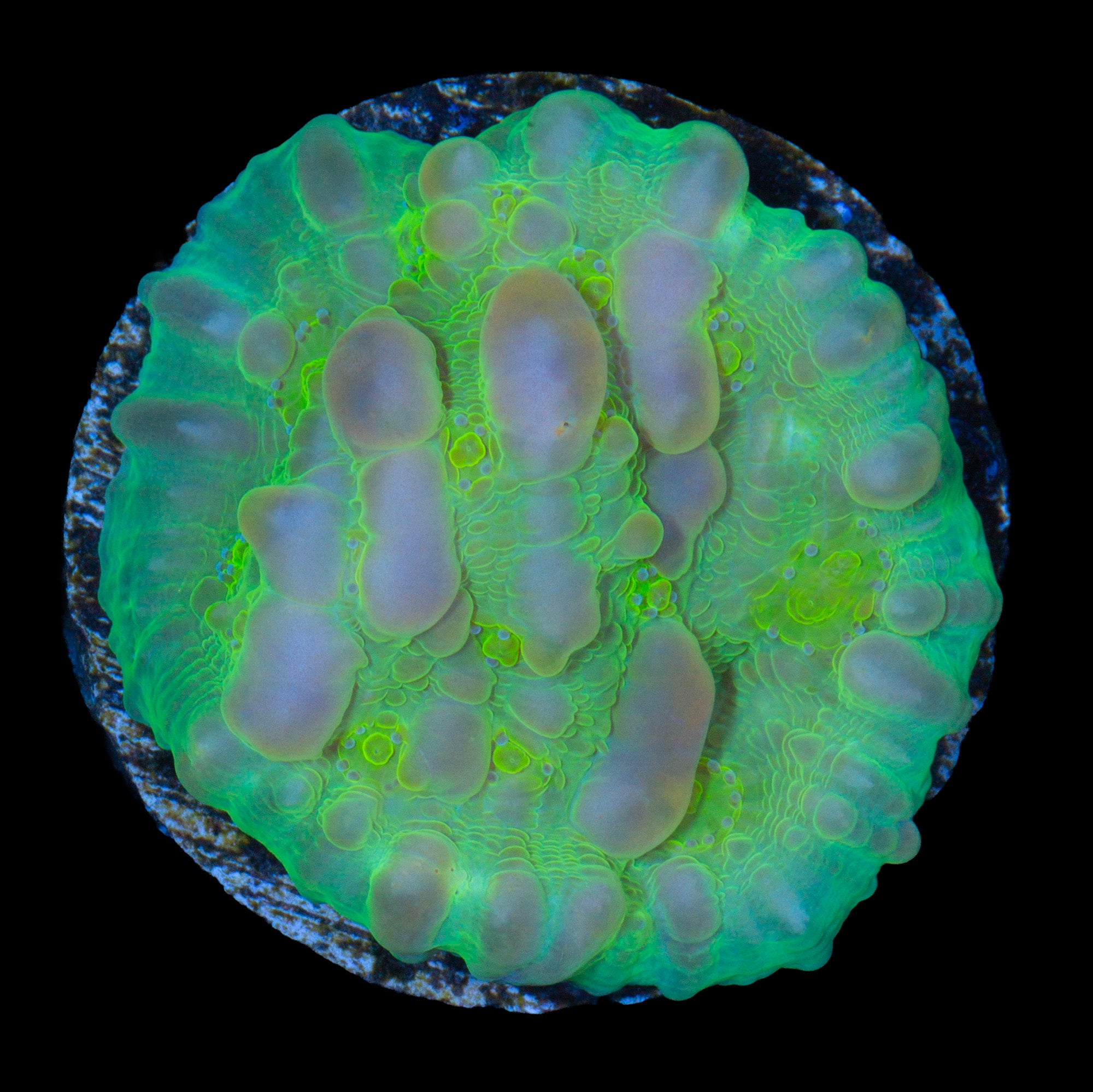 Vivid's Bounce Chalice Coral