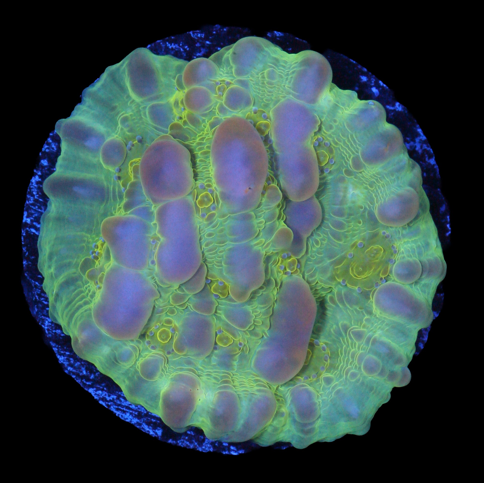 Vivid's Bounce Chalice Coral