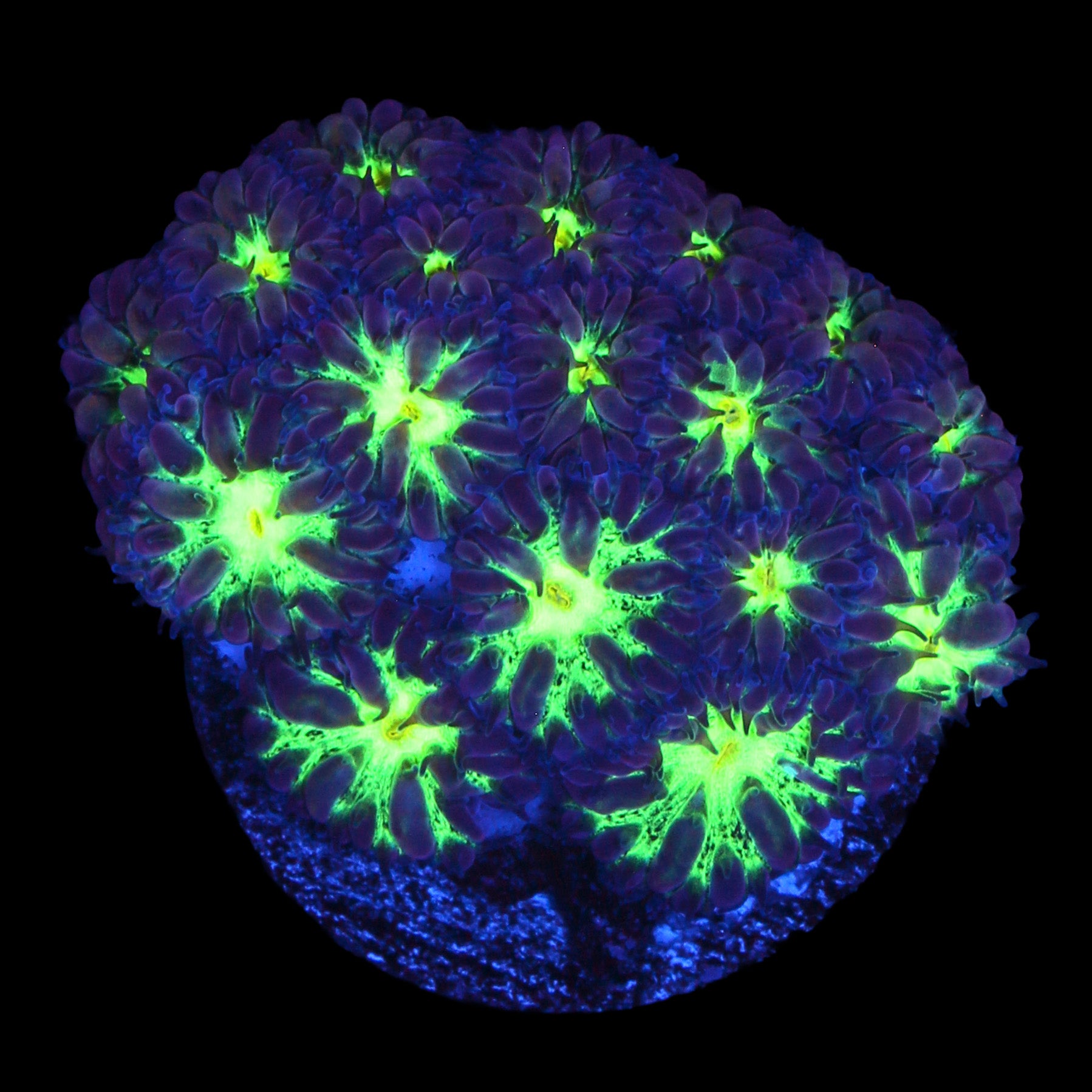 Atomic Eye Blastomussa Merletti Coral