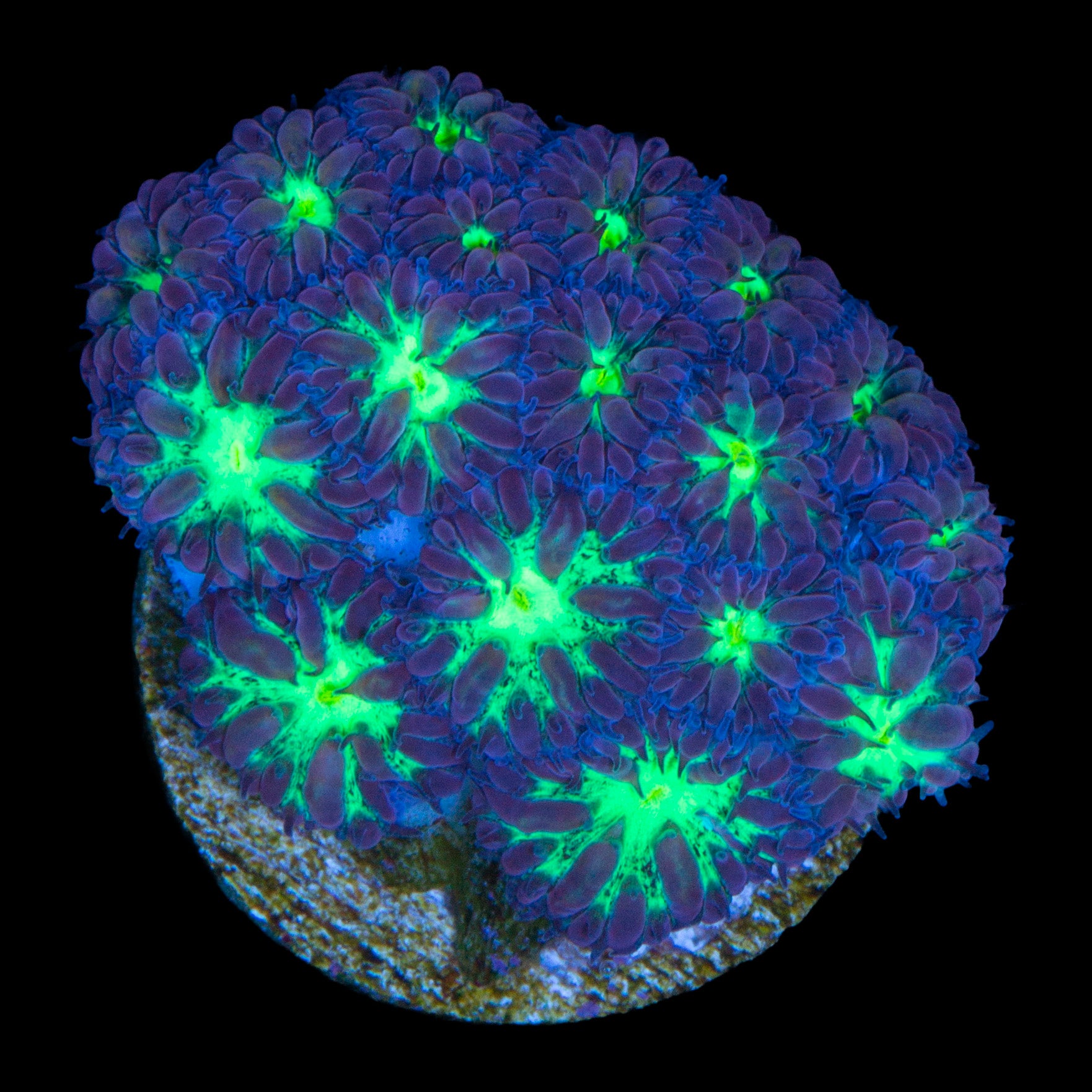 Atomic Eye Blastomussa Merletti Coral