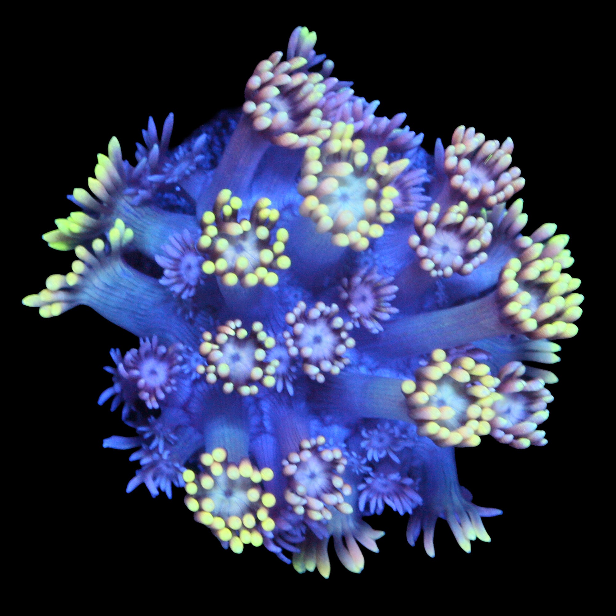 Vivid's 24K Goniopora Coral