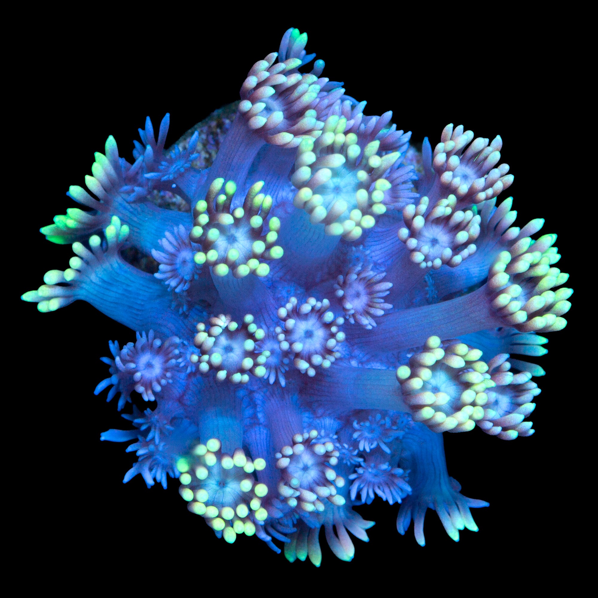 Vivid's 24K Goniopora Coral