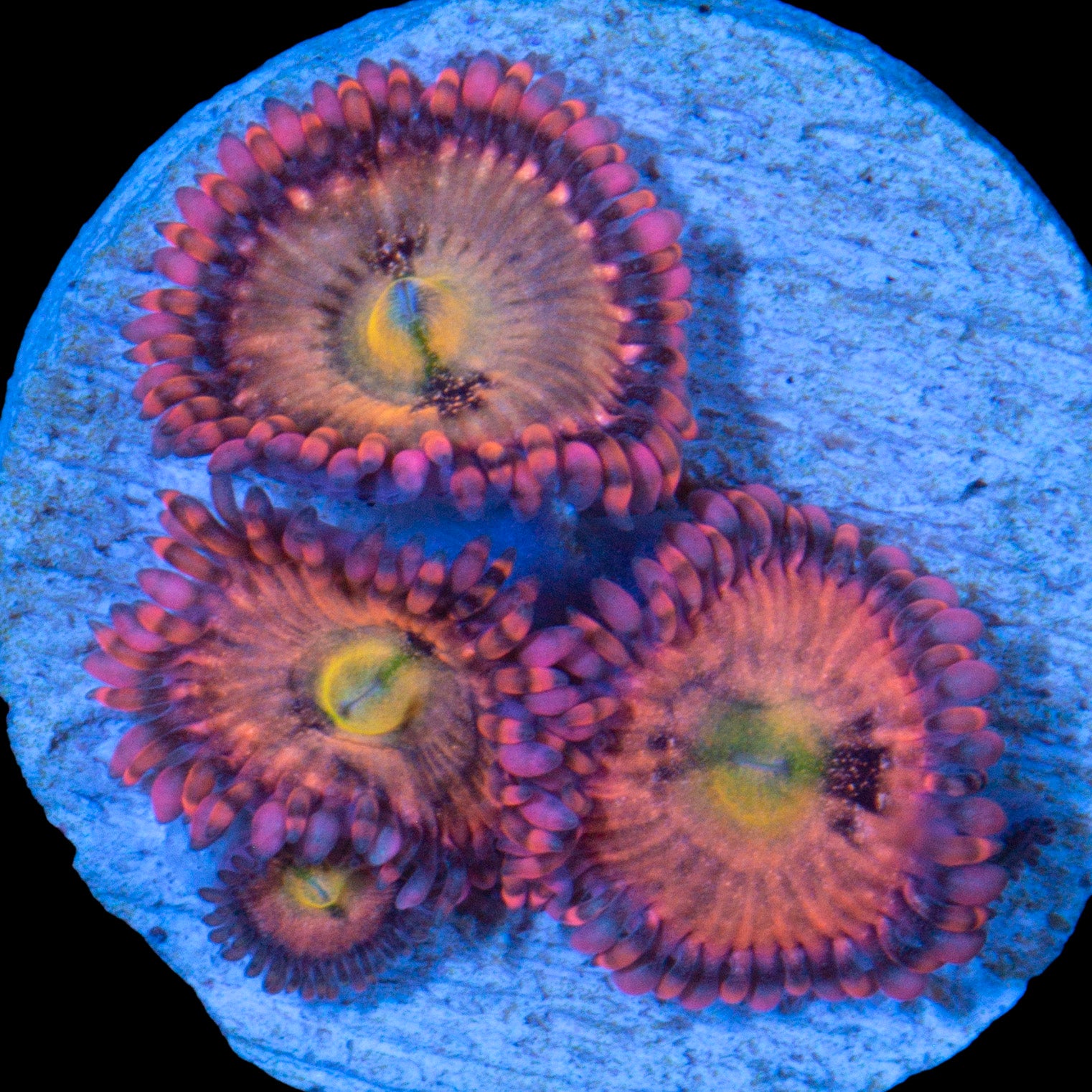 Vivid's Halle Berry Zoanthid Coral