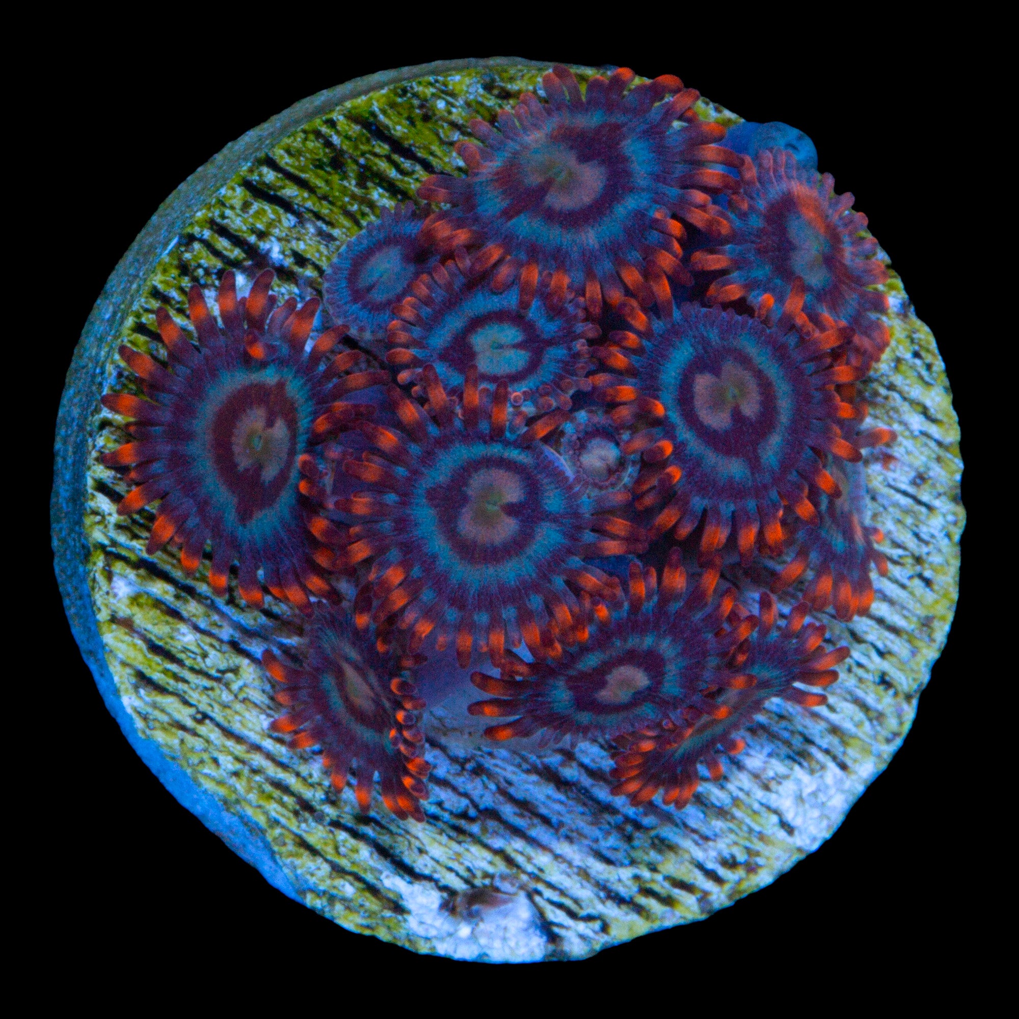 Vivid's Hawaiian Tropic Zoanthid Coral